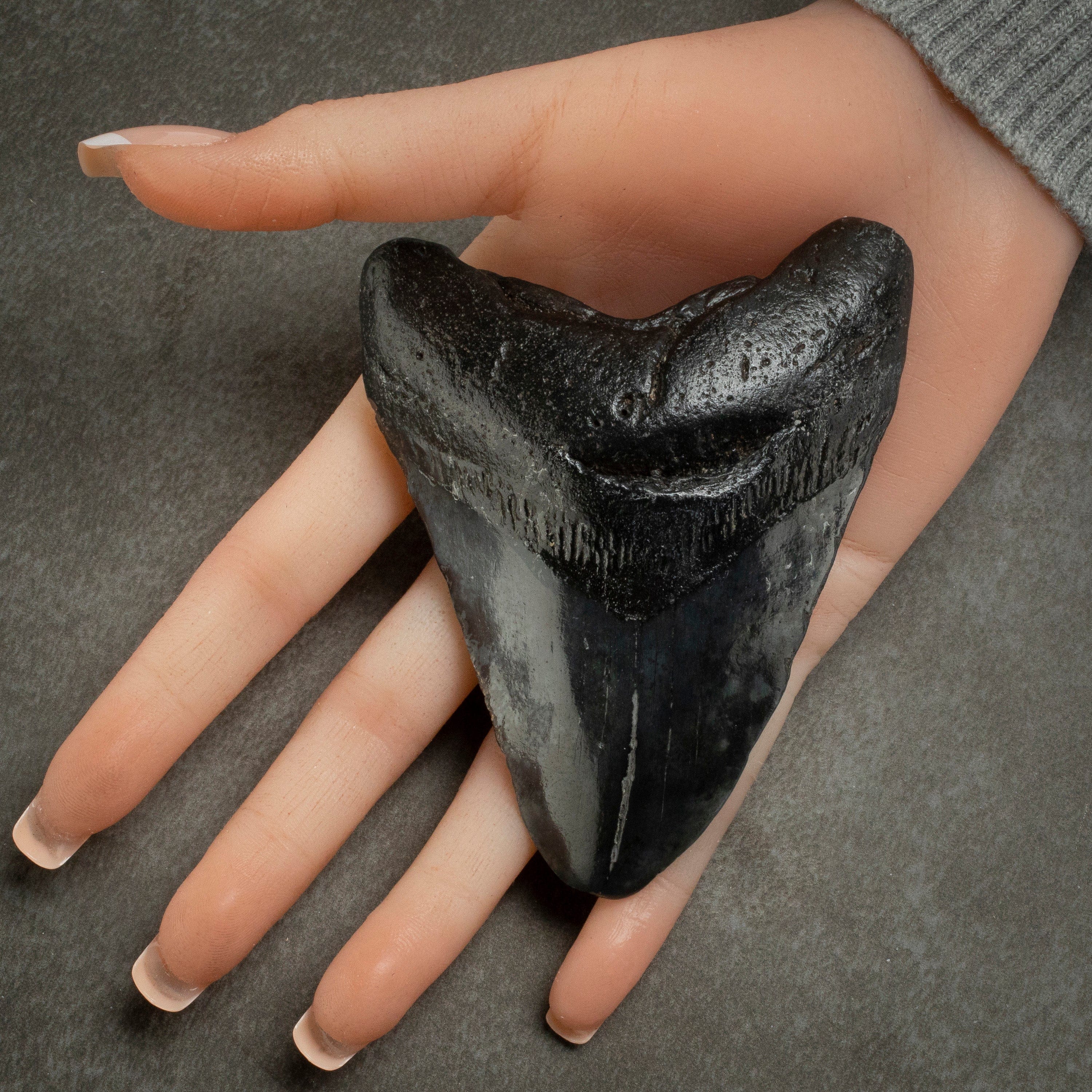 Kalifano Megalodon Teeth Megalodon Tooth from South Carolina - 3.9" ST1600.014