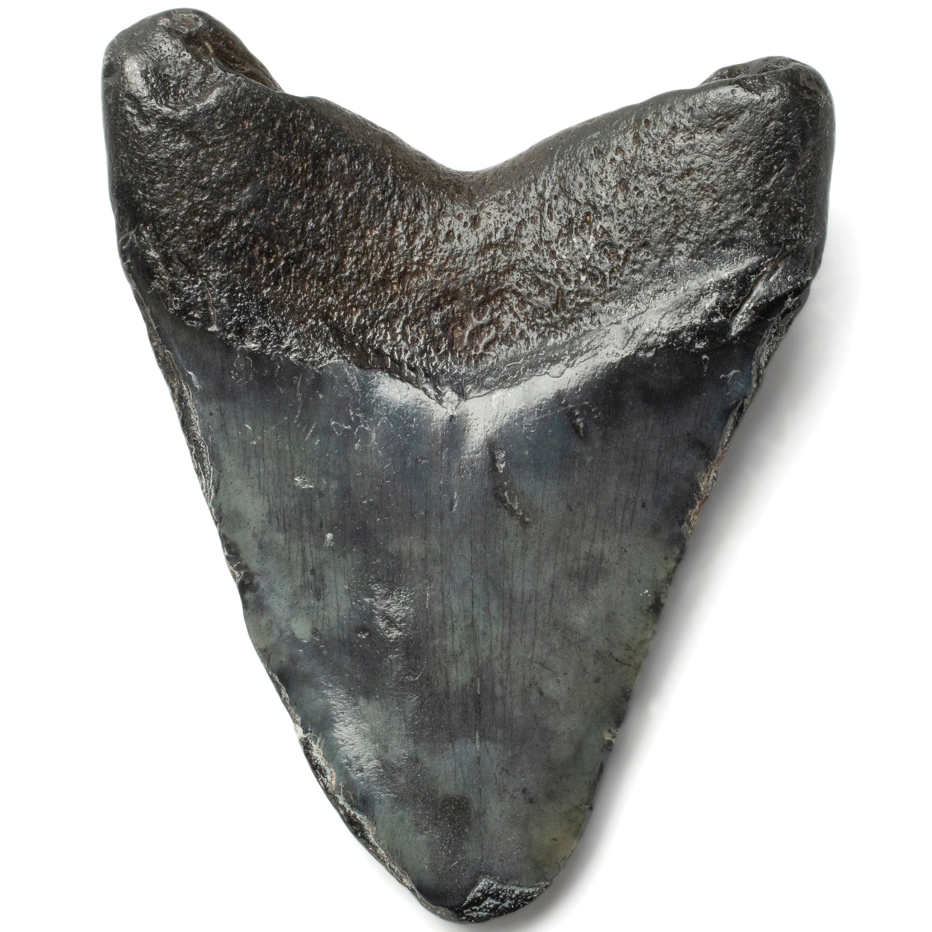 Kalifano Megalodon Teeth Megalodon Tooth from South Carolina - 3.9" ST1600.014