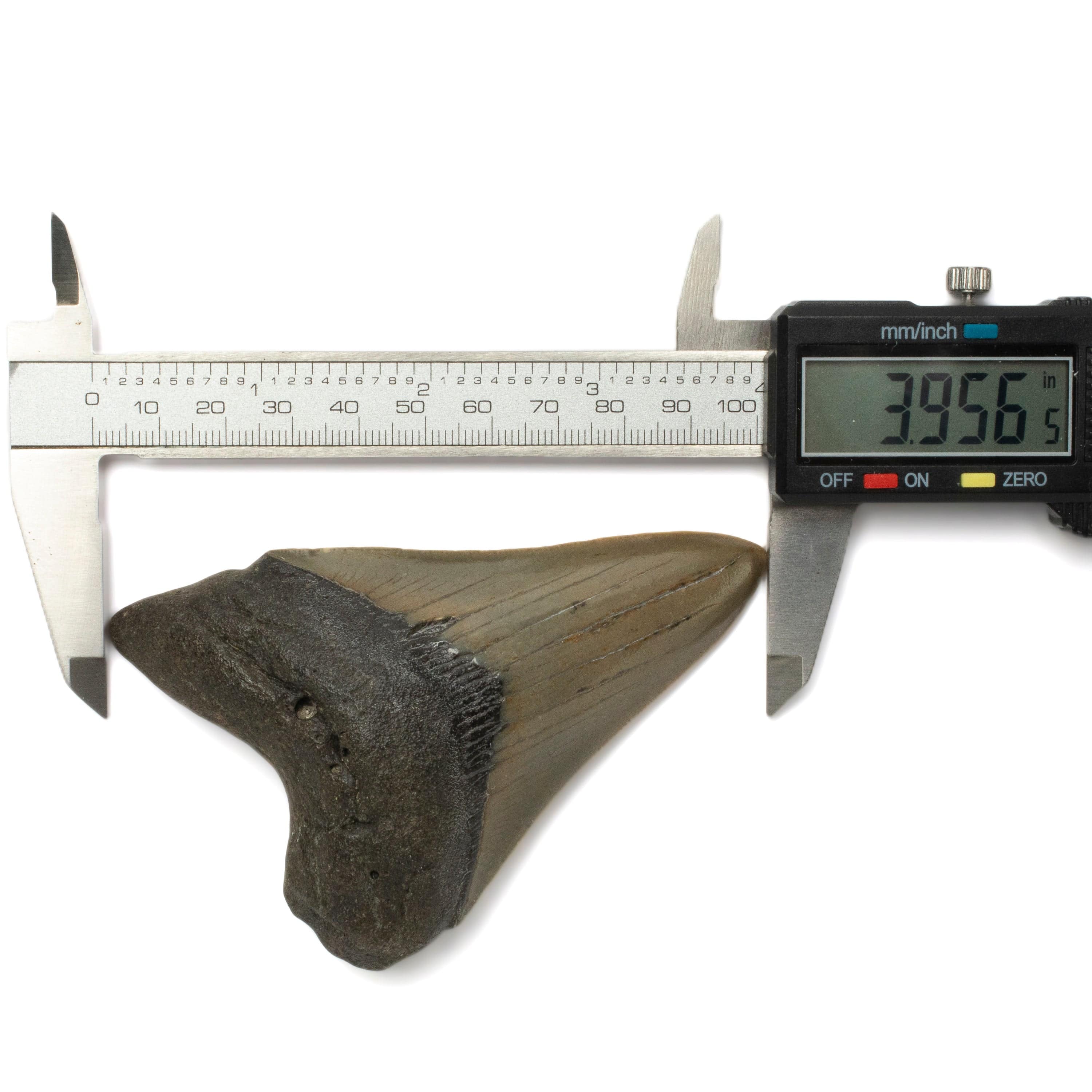 Kalifano Megalodon Teeth Megalodon Tooth from South Carolina - 3.9" ST1600.015