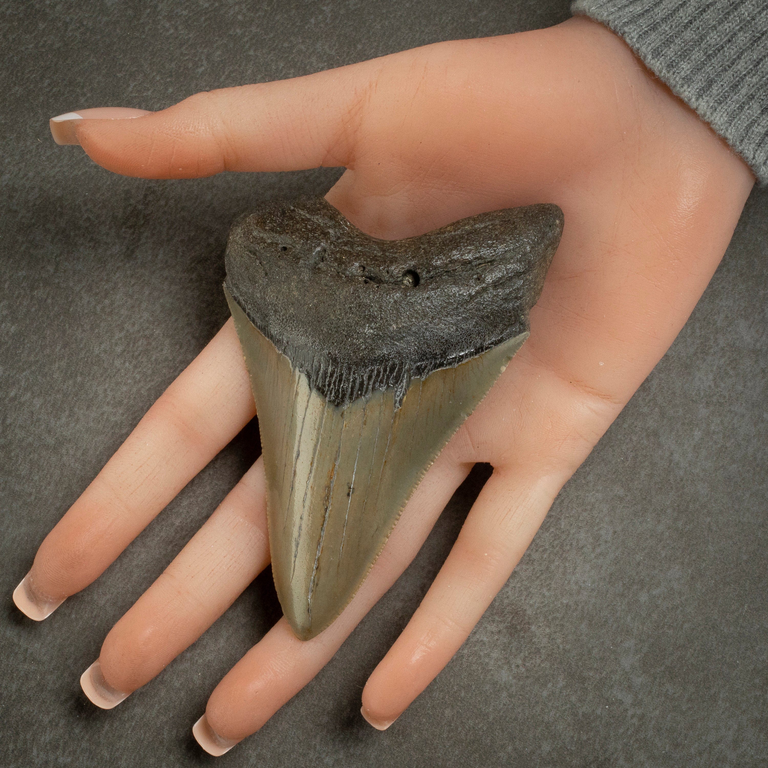 Kalifano Megalodon Teeth Megalodon Tooth from South Carolina - 3.9" ST1600.015