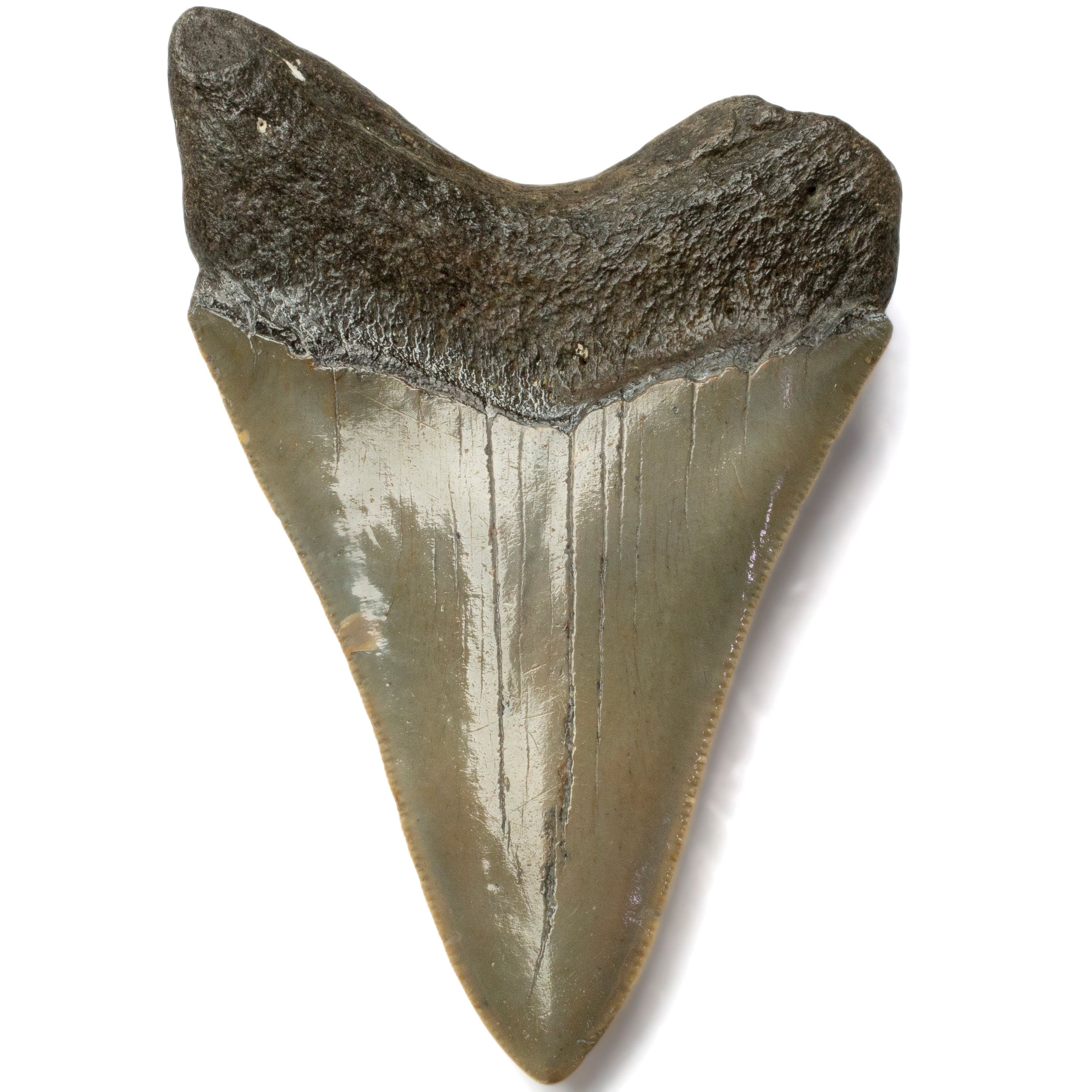 Kalifano Megalodon Teeth Megalodon Tooth from South Carolina - 3.9" ST1600.015