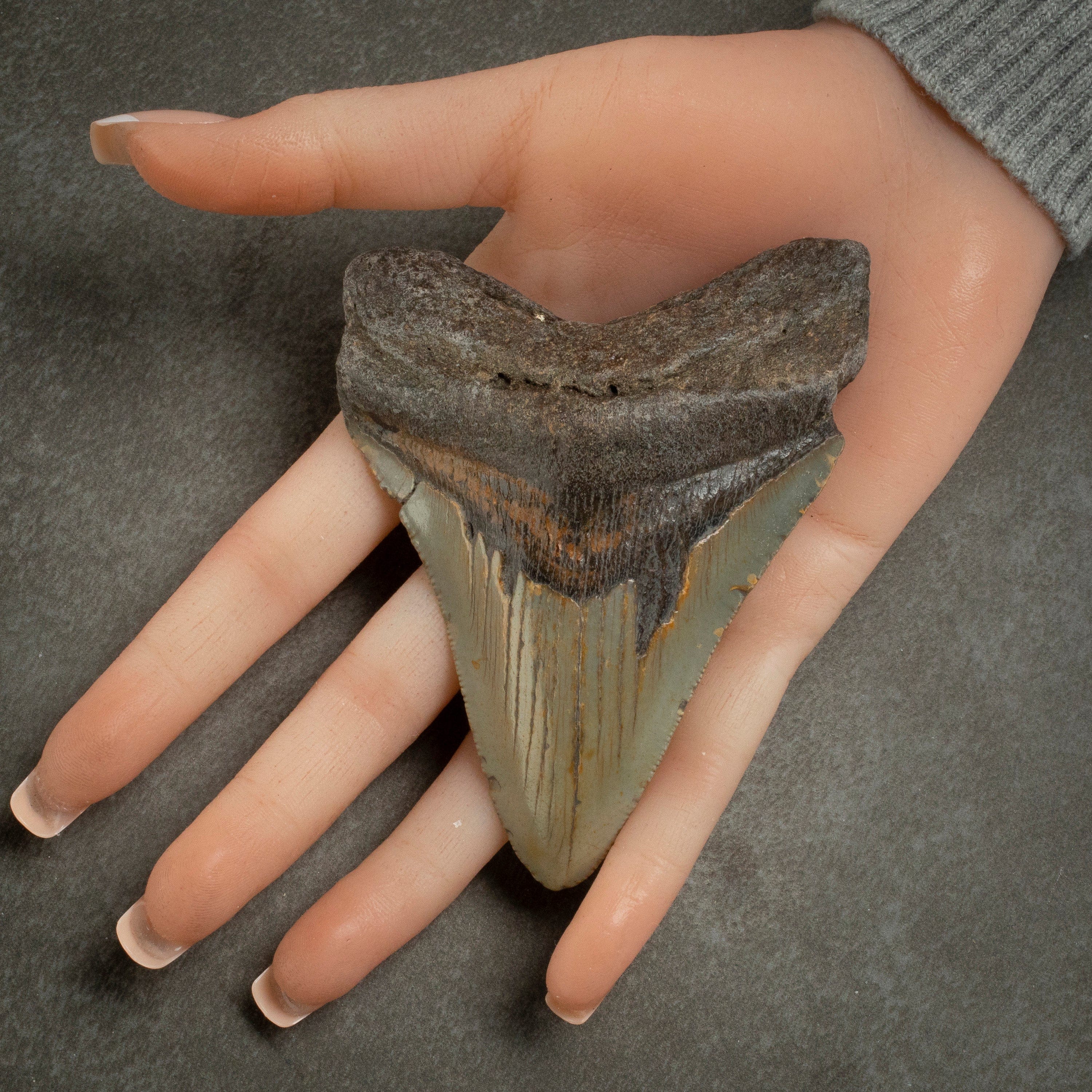 Kalifano Megalodon Teeth Megalodon Tooth from South Carolina - 3.9" ST1600.030