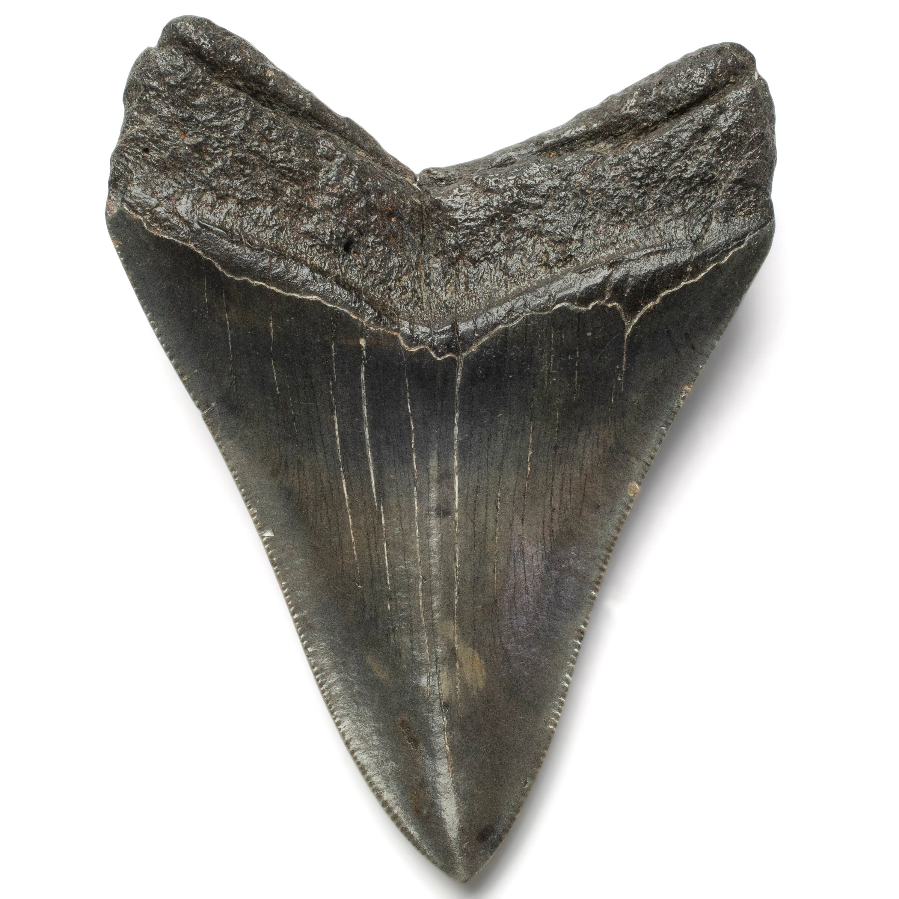 Kalifano Megalodon Teeth Megalodon Tooth from South Carolina - 3.9" ST2000.127