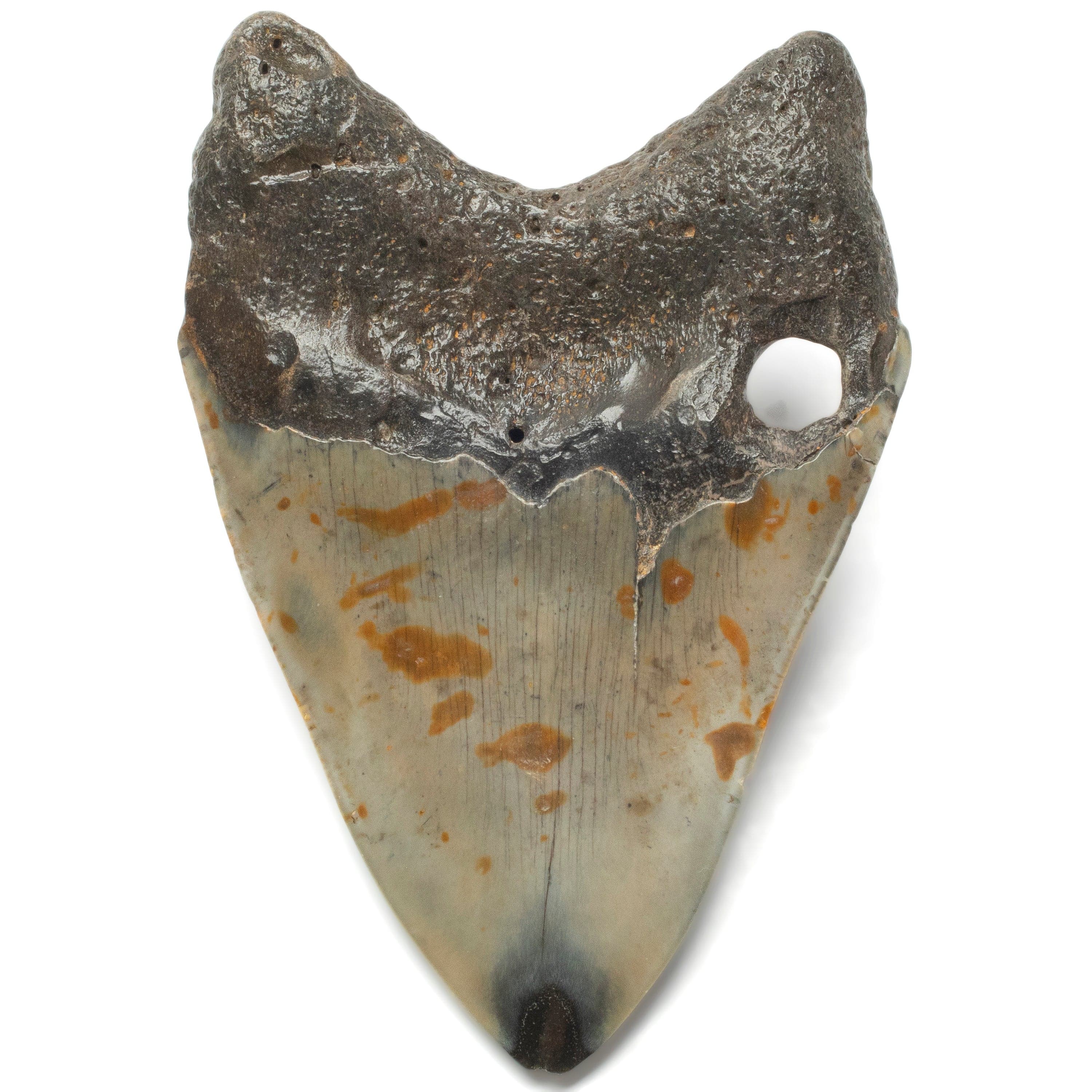 Kalifano Megalodon Teeth Megalodon Tooth from South Carolina - 4.0" ST2000.094