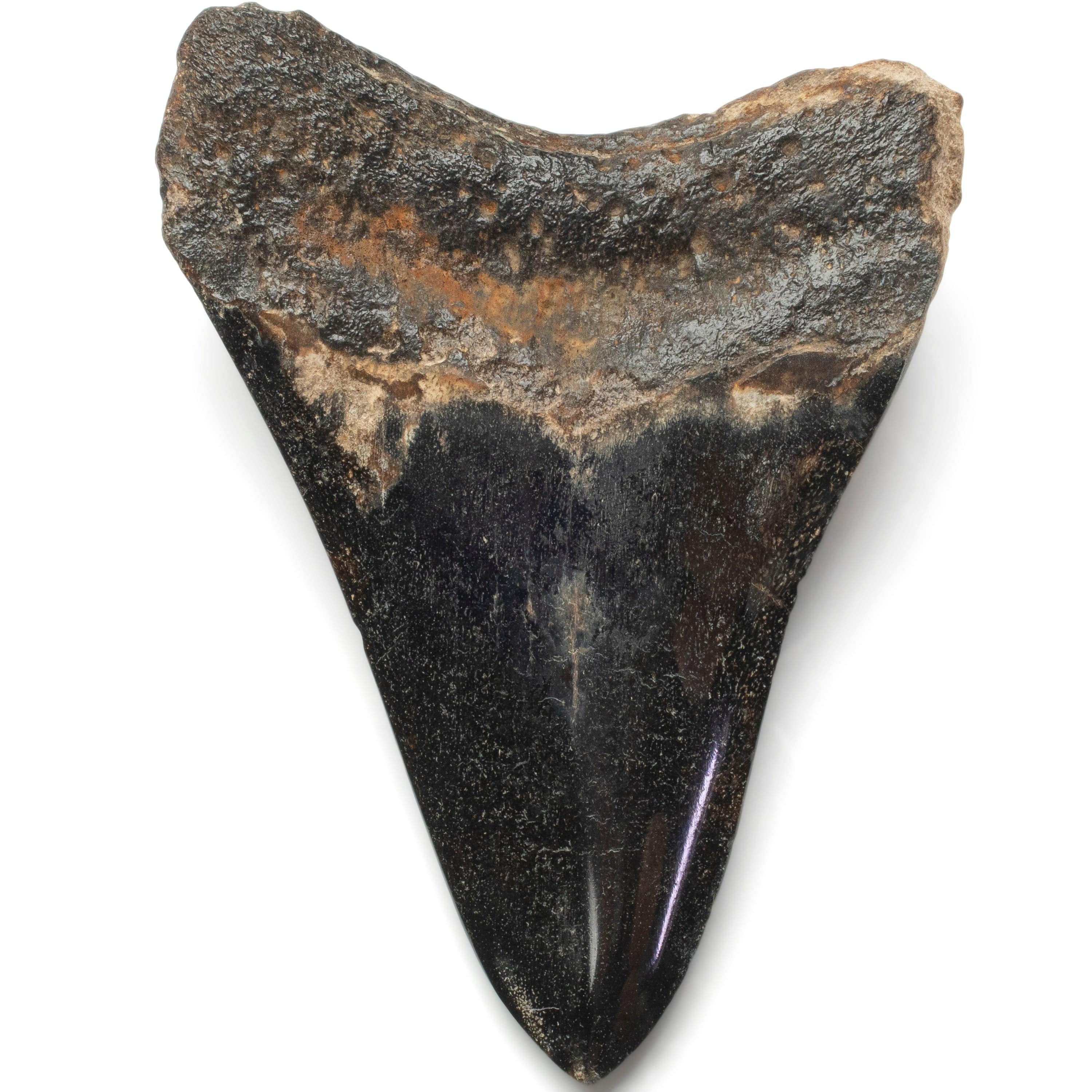 Kalifano Megalodon Teeth Megalodon Tooth from South Carolina - 4.0" ST2000.110