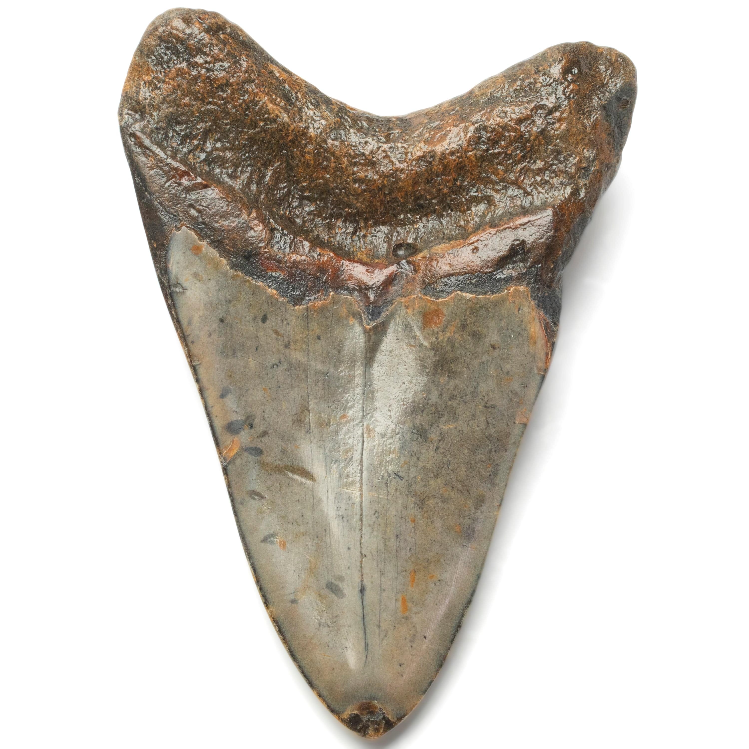 Kalifano Megalodon Teeth Megalodon Tooth from South Carolina - 4.0" ST2000.118