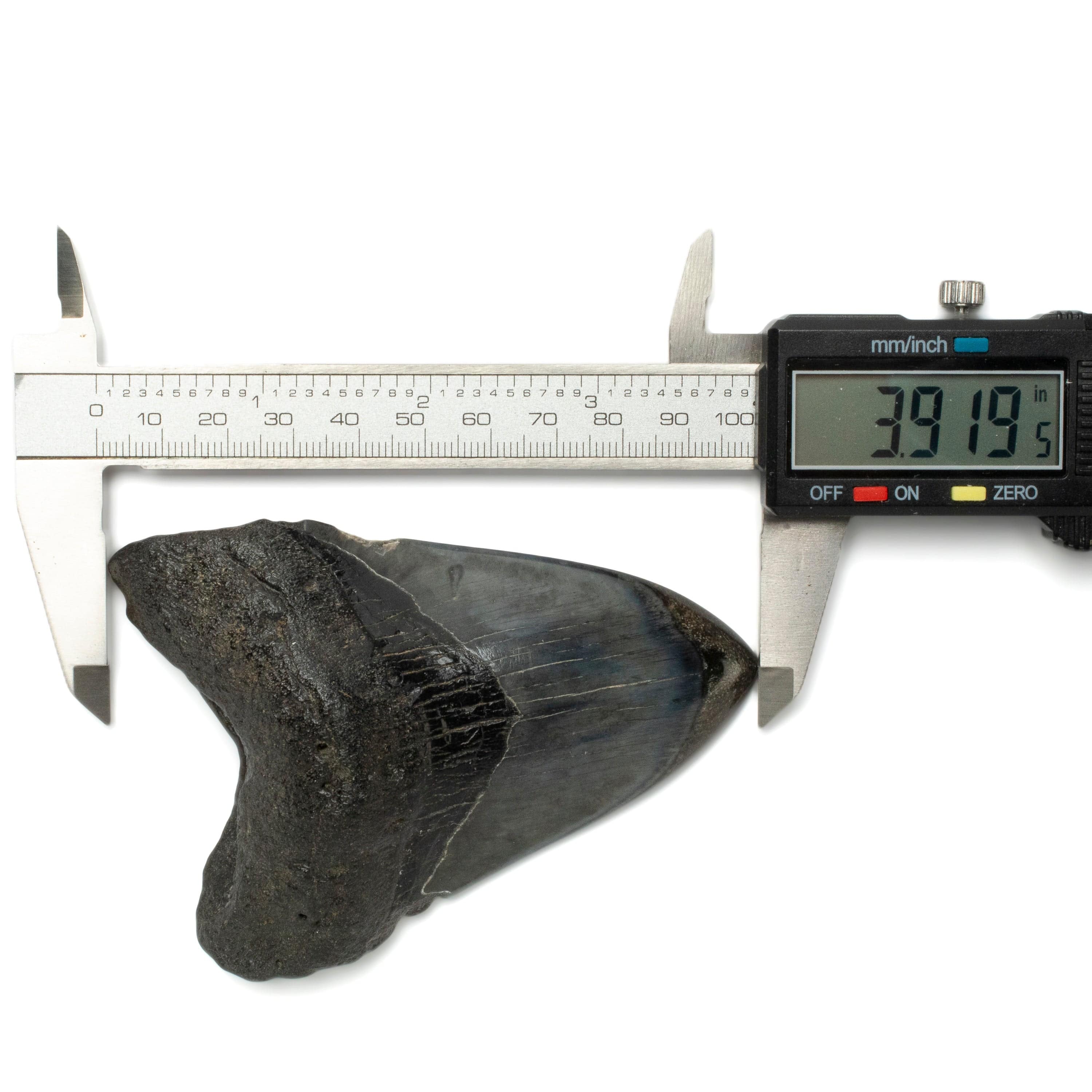 Kalifano Megalodon Teeth Megalodon Tooth from South Carolina - 4.0" ST2000.125