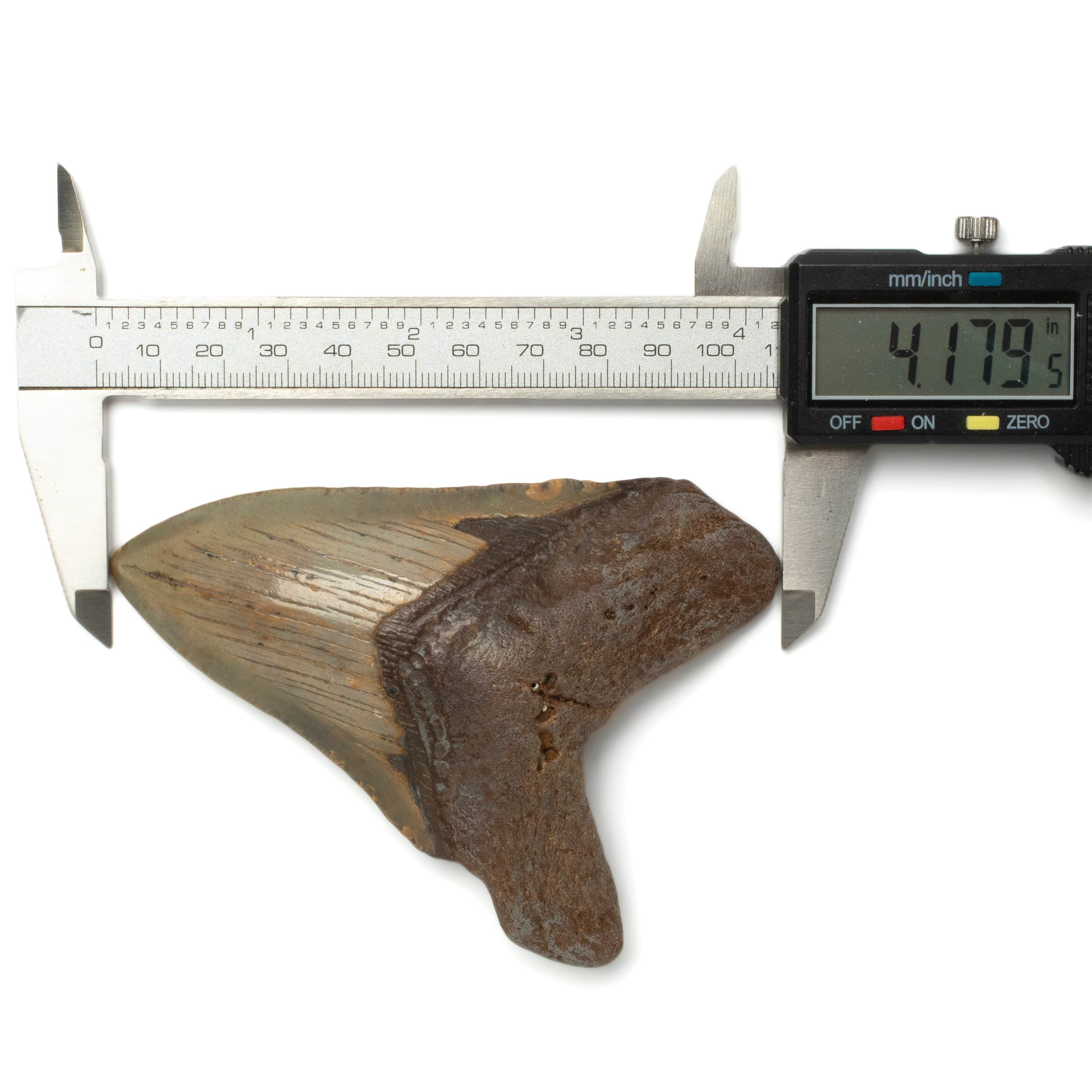 Kalifano Megalodon Teeth Megalodon Tooth from South Carolina - 4.1" ST1600.023