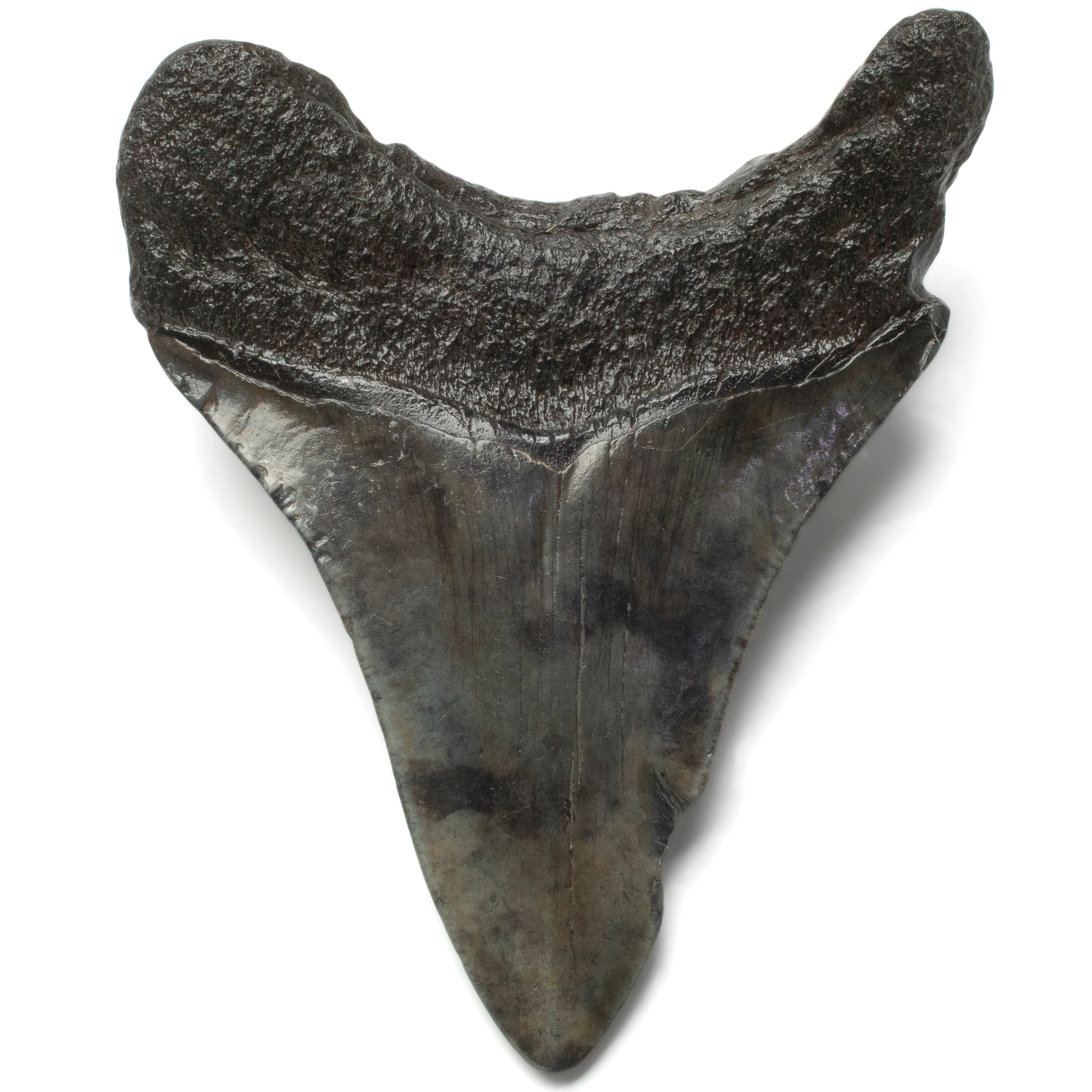 Kalifano Megalodon Teeth Megalodon Tooth from South Carolina - 4.1" ST1600.032