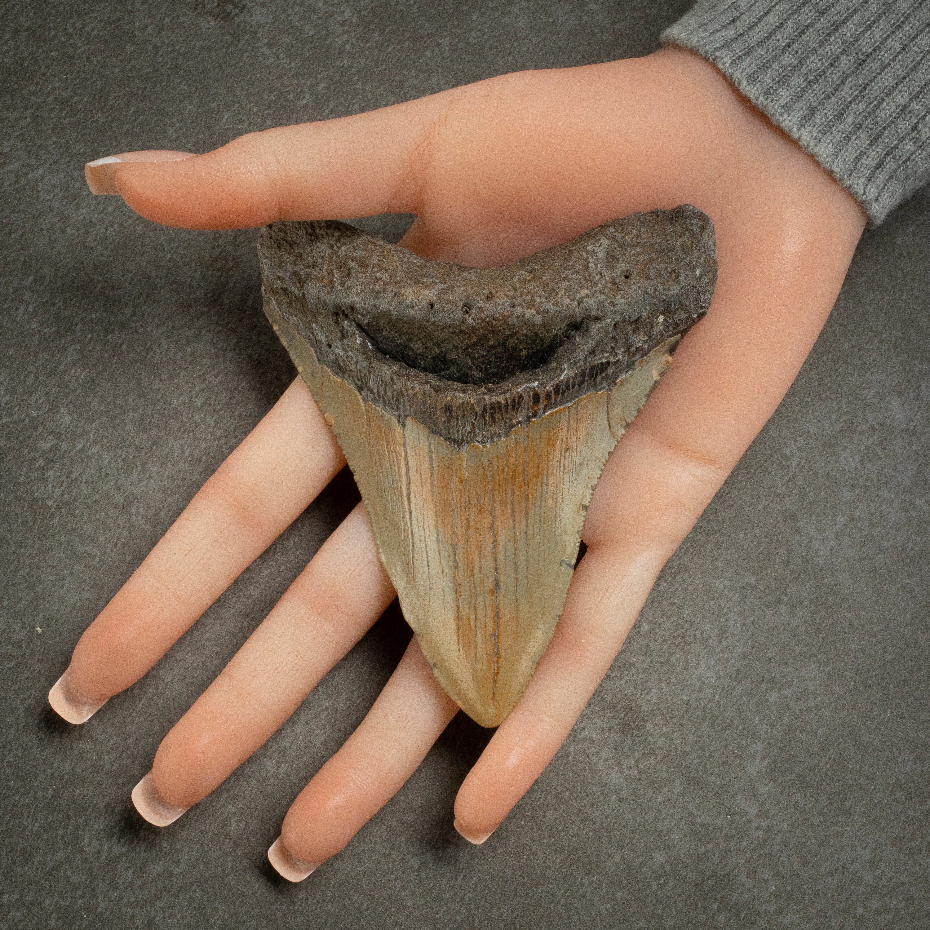 Kalifano Megalodon Teeth Megalodon Tooth from South Carolina - 4.1" ST1600.035