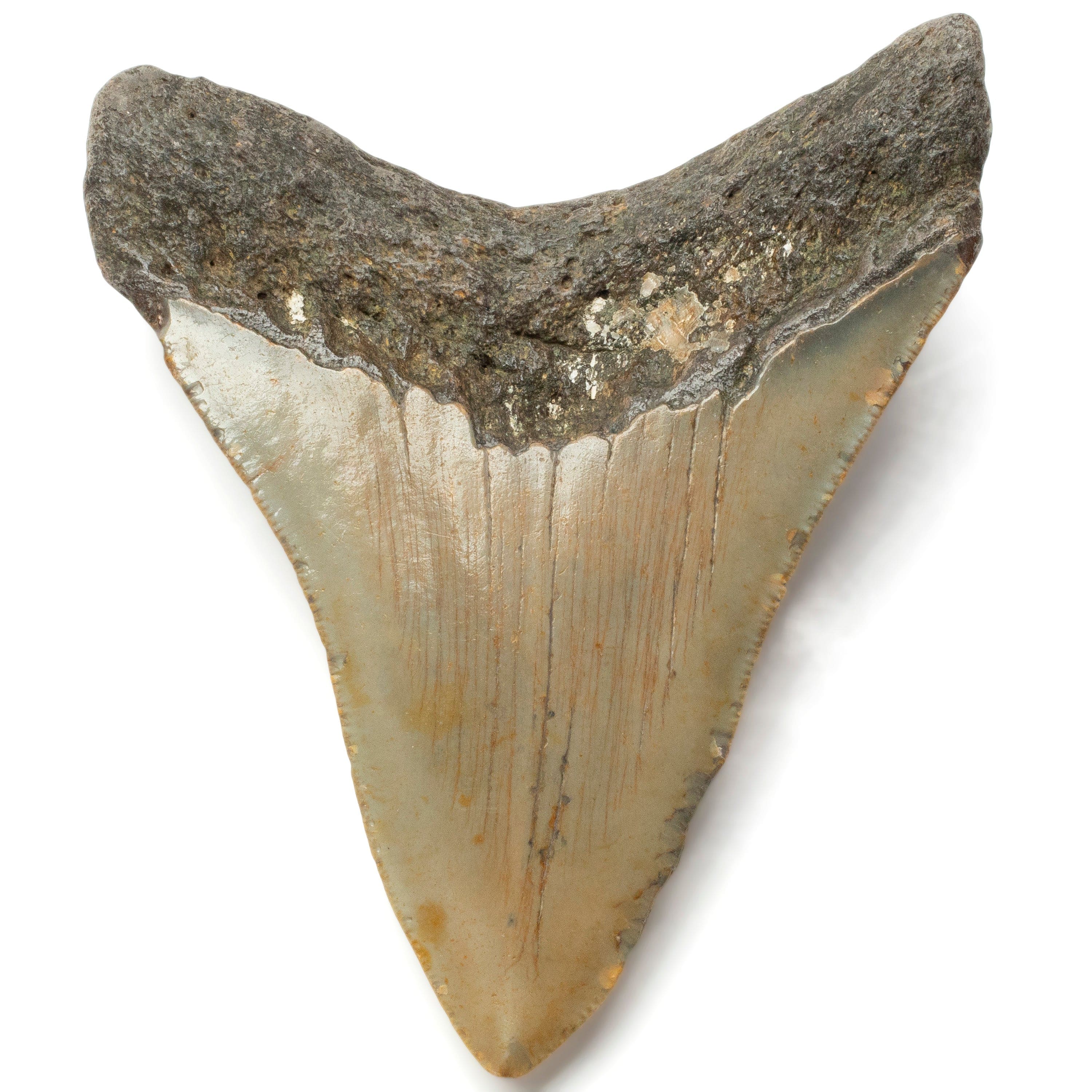 Kalifano Megalodon Teeth Megalodon Tooth from South Carolina - 4.1" ST1600.035