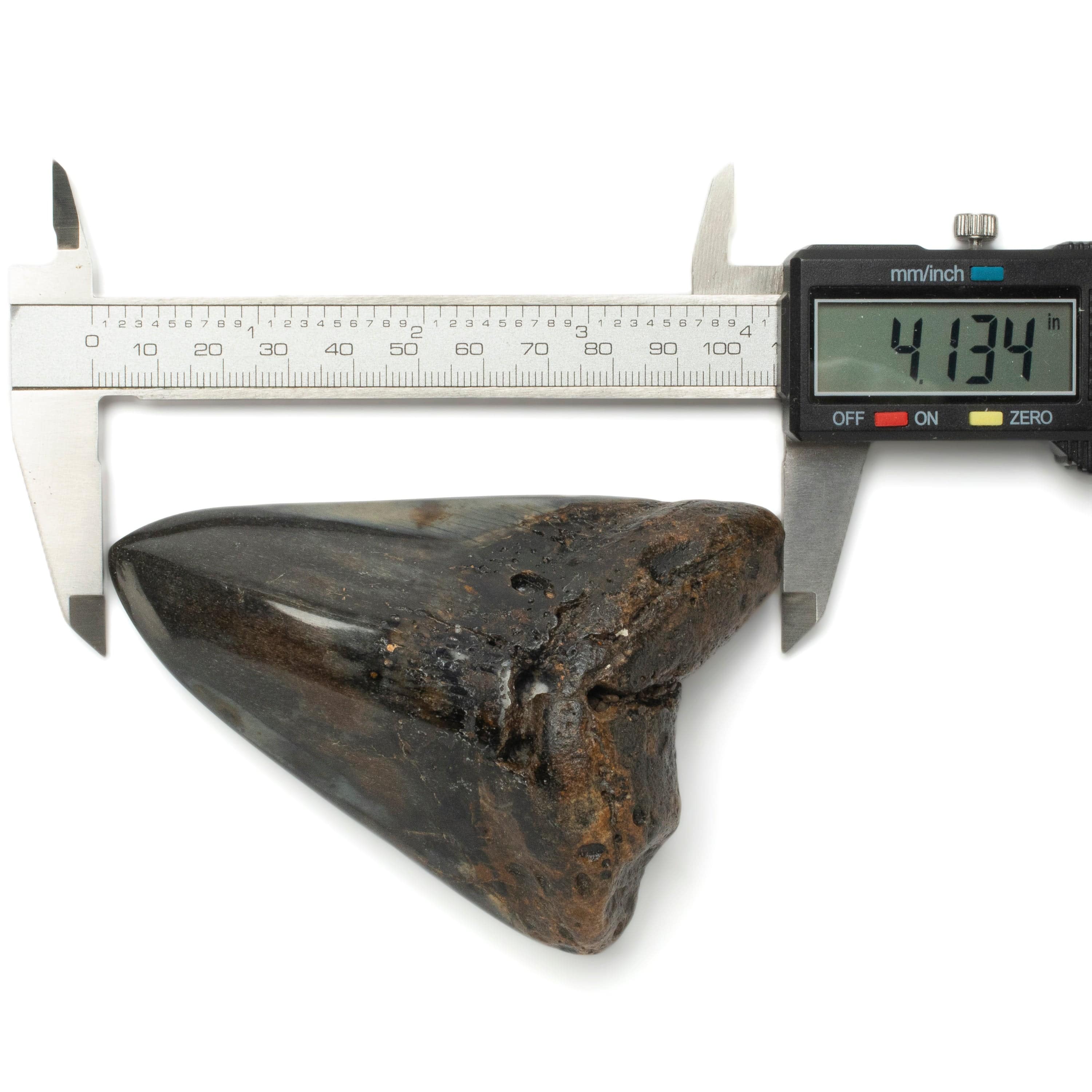 Kalifano Megalodon Teeth Megalodon Tooth from South Carolina - 4.1" ST2000.093