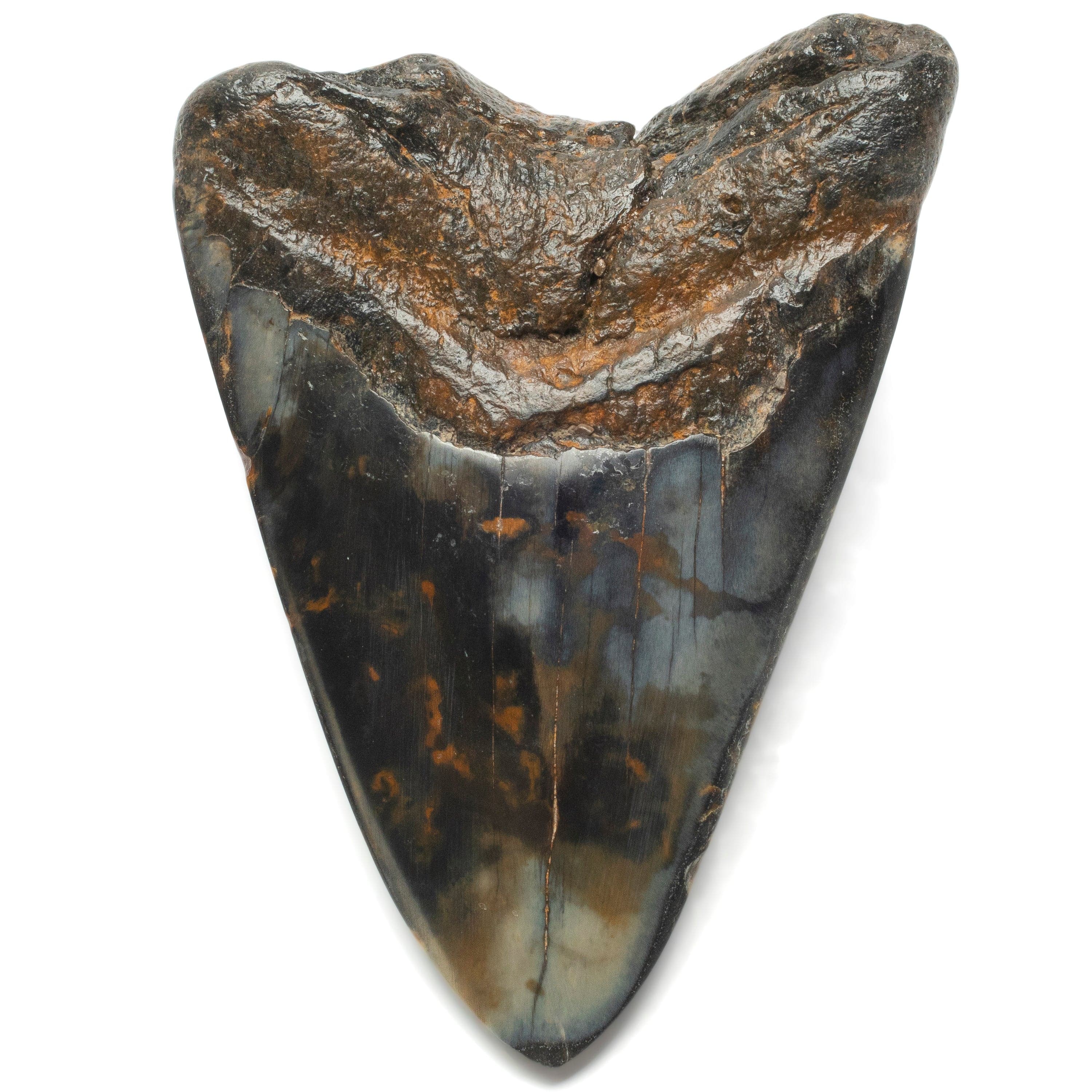 Kalifano Megalodon Teeth Megalodon Tooth from South Carolina - 4.1" ST2000.093
