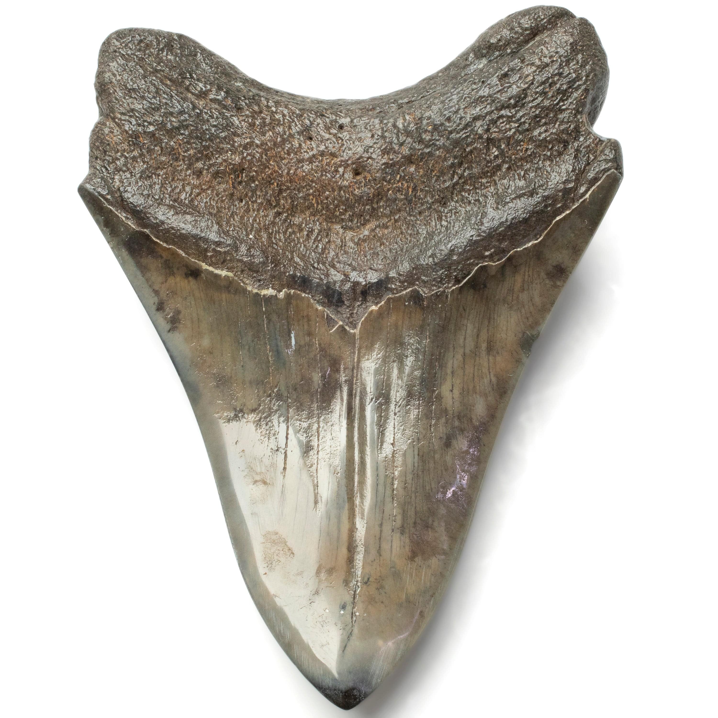 Kalifano Megalodon Teeth Megalodon Tooth from South Carolina - 4.1" ST2000.102