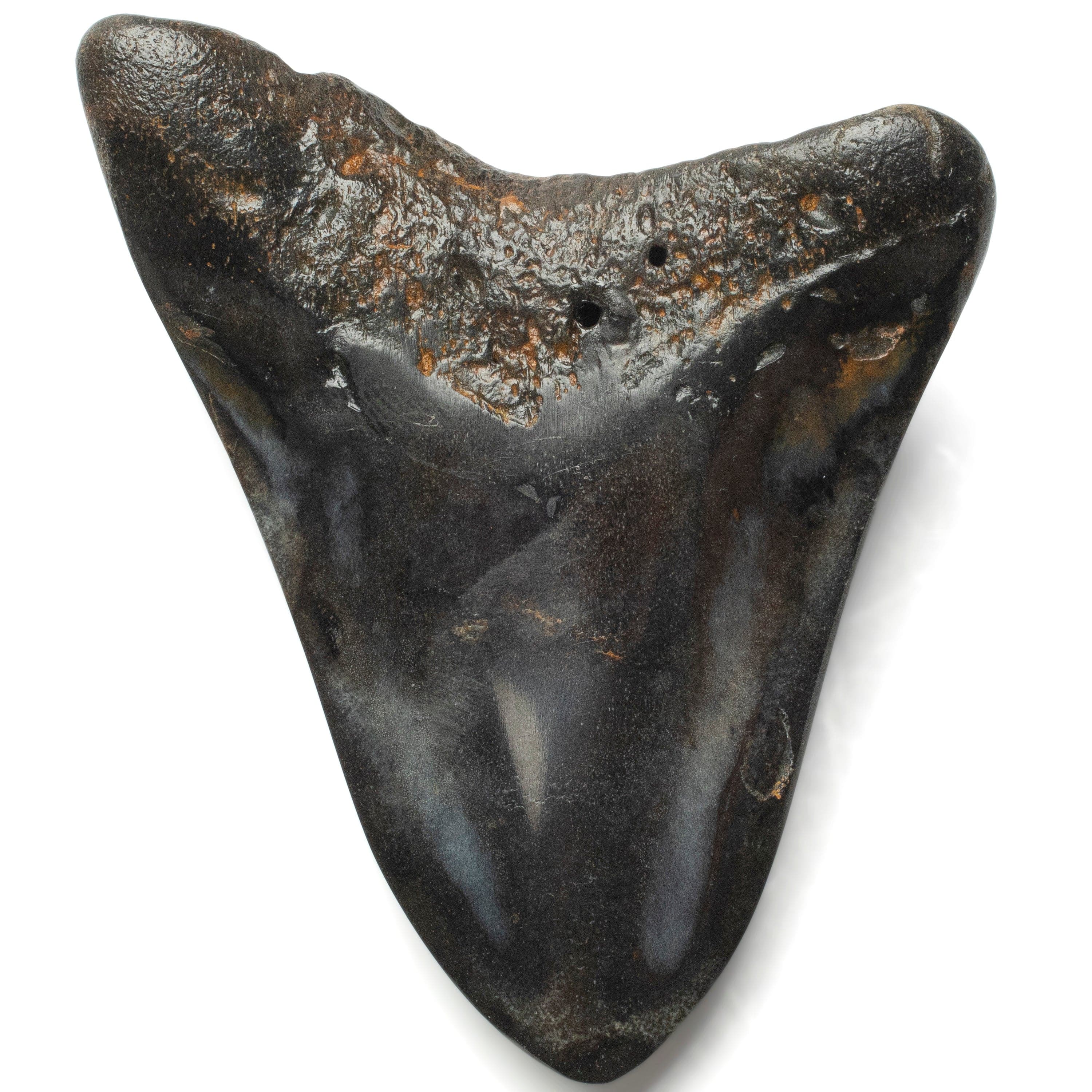 Kalifano Megalodon Teeth Megalodon Tooth from South Carolina - 4.1" ST2000.103