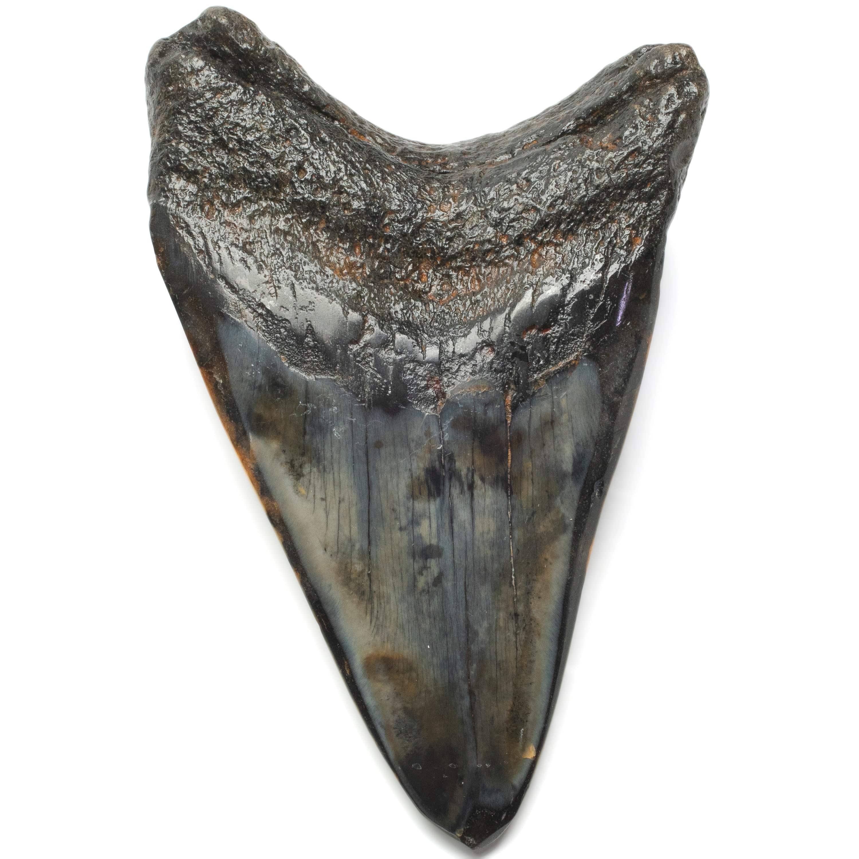 Kalifano Megalodon Teeth Megalodon Tooth from South Carolina - 4.1" ST2000.126