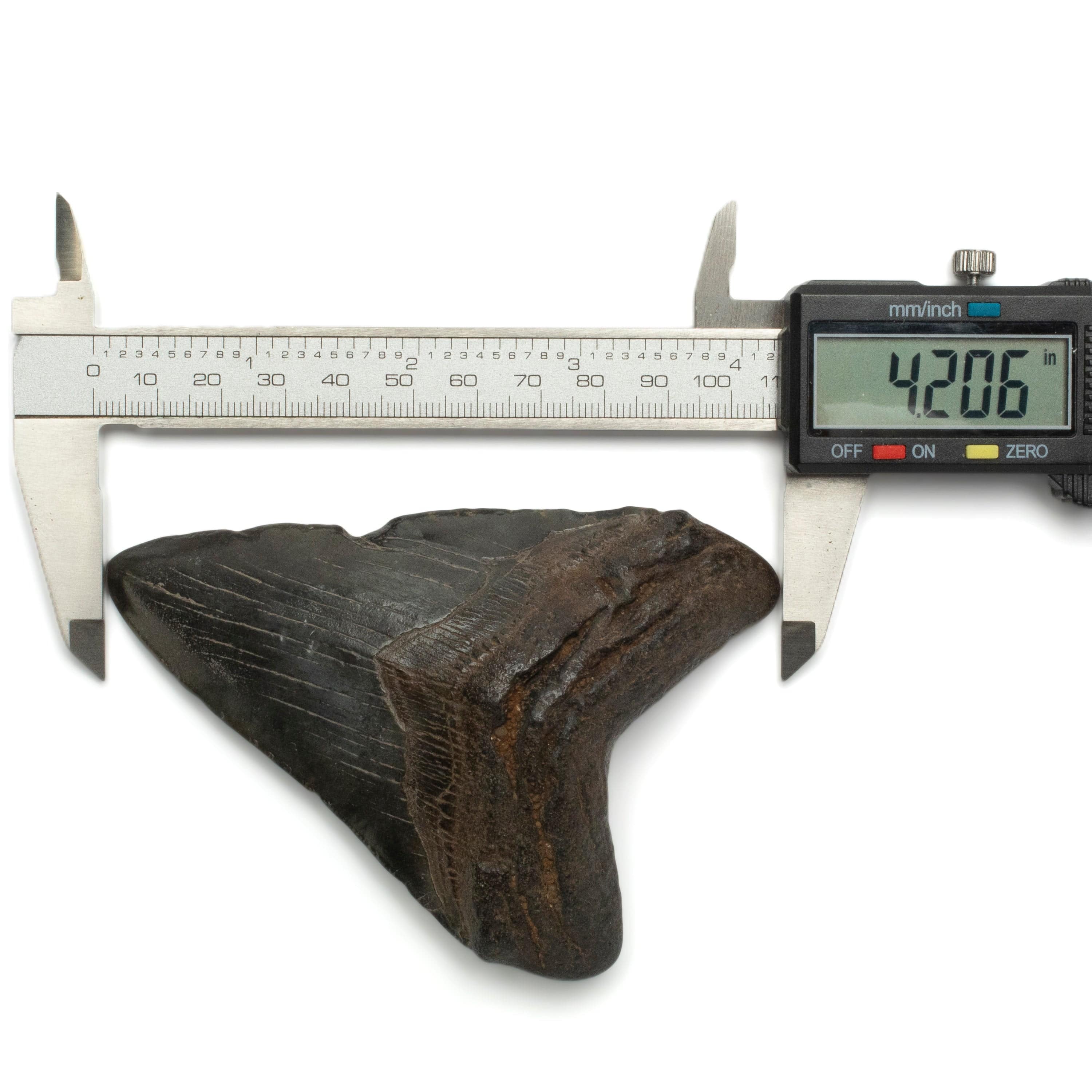 Kalifano Megalodon Teeth Megalodon Tooth from South Carolina - 4.2" ST1600.019