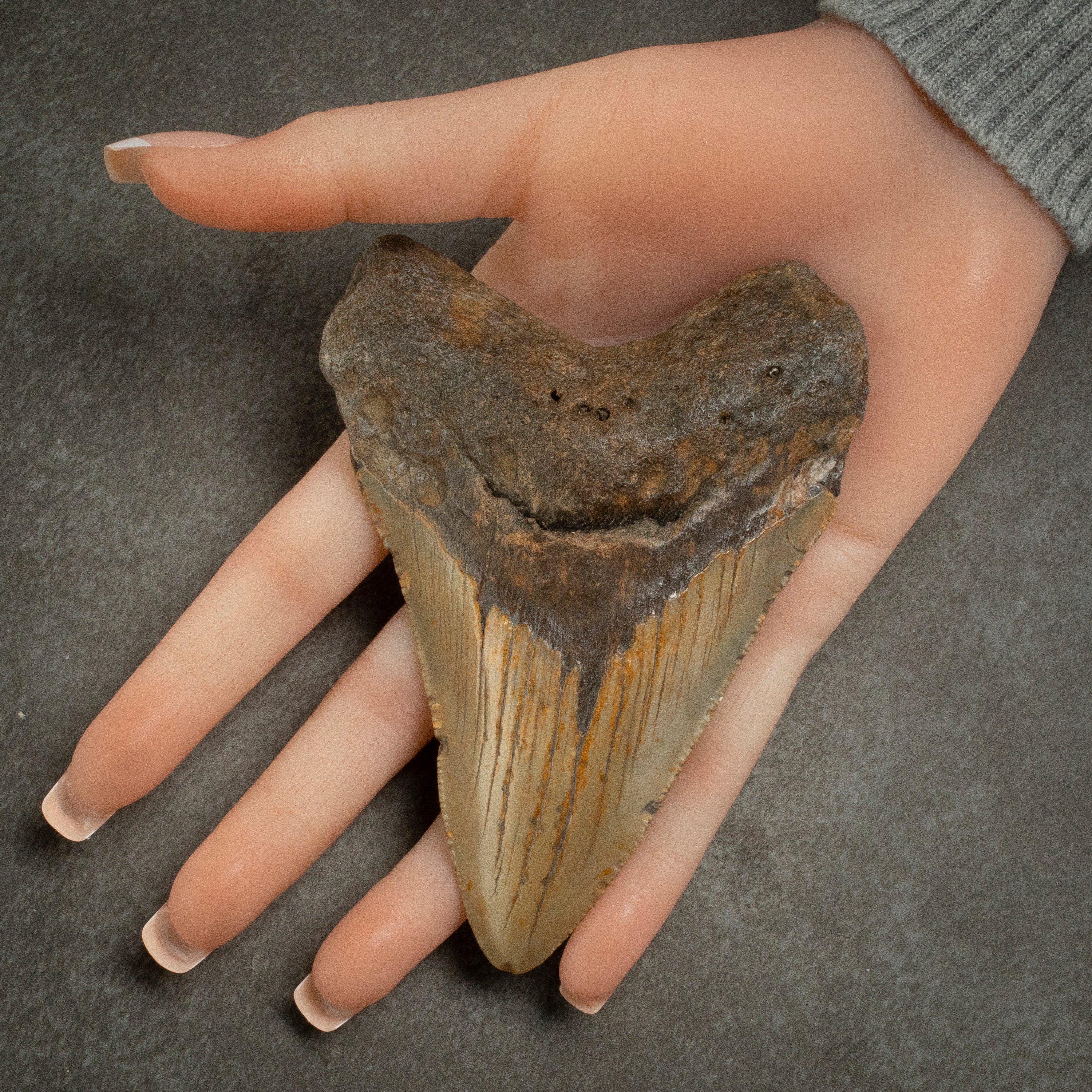 Kalifano Megalodon Teeth Megalodon Tooth from South Carolina - 4.2" ST1600.024