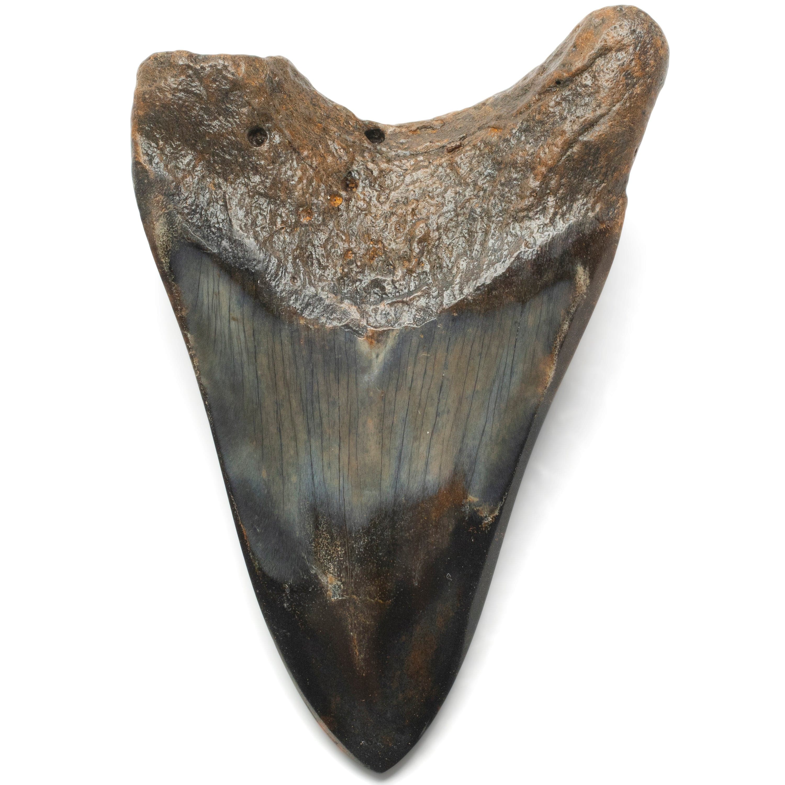 Kalifano Megalodon Teeth Megalodon Tooth from South Carolina - 4.2" ST2000.113