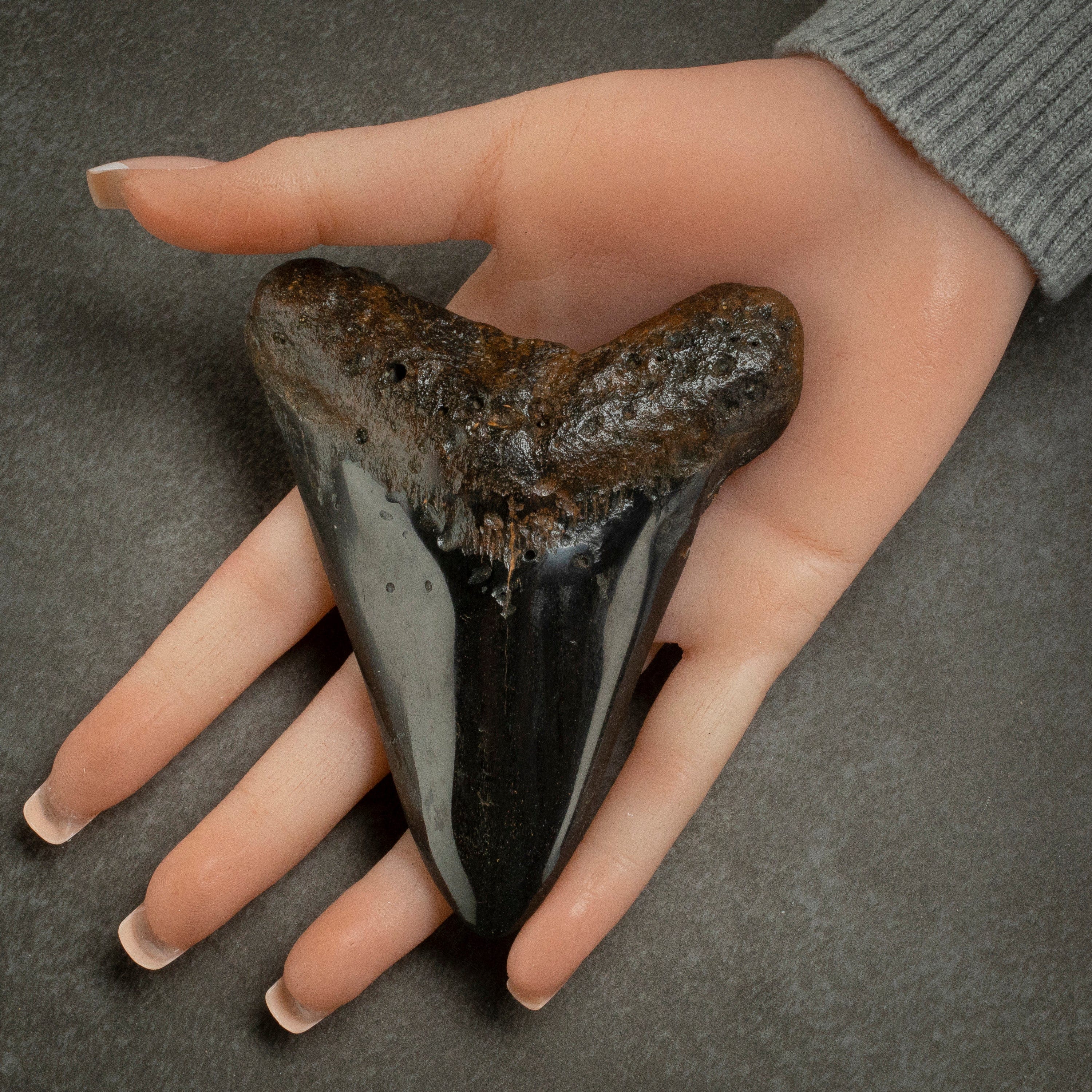 Kalifano Megalodon Teeth Megalodon Tooth from South Carolina - 4.2" ST2000.116