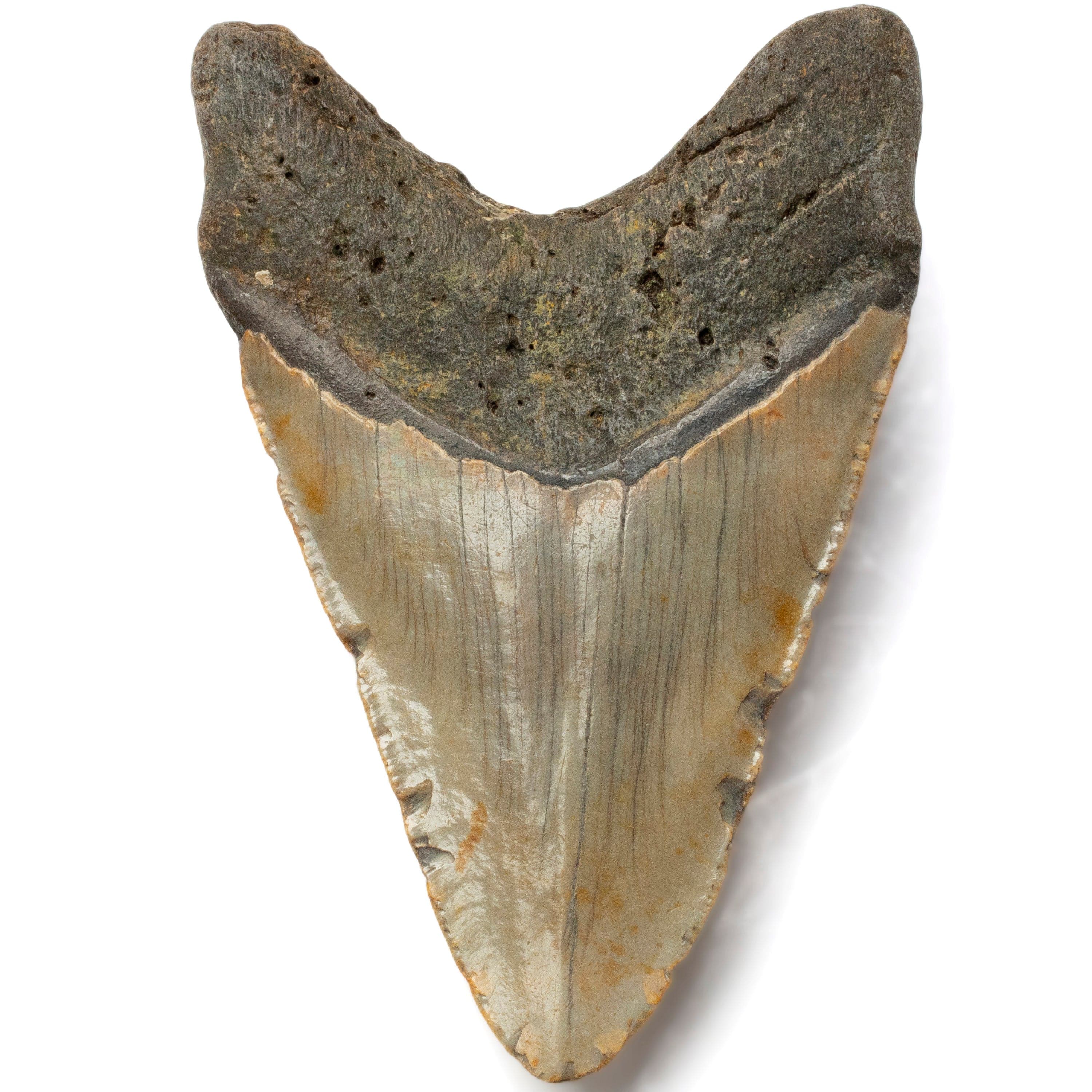 Kalifano Megalodon Teeth Megalodon Tooth from South Carolina - 4.3" ST1600.016