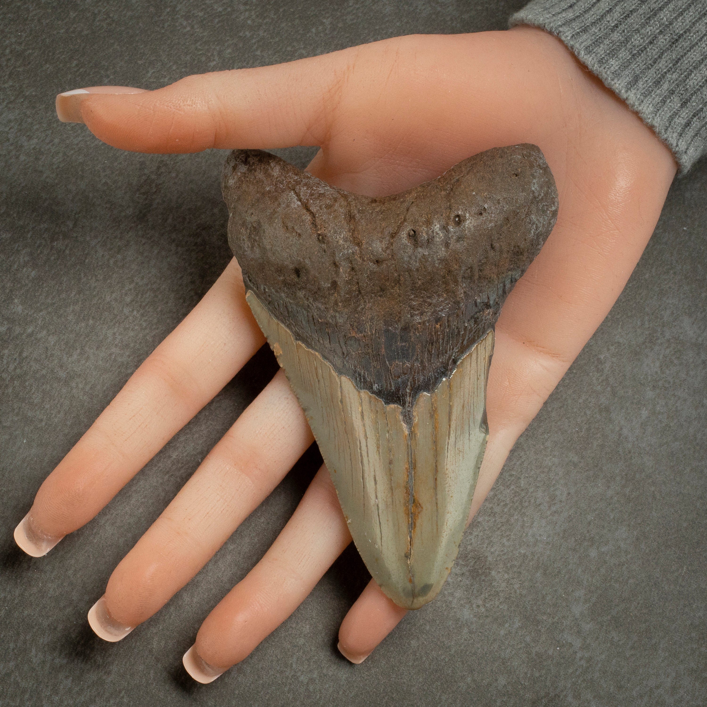 Kalifano Megalodon Teeth Megalodon Tooth from South Carolina - 4.3" ST1600.028