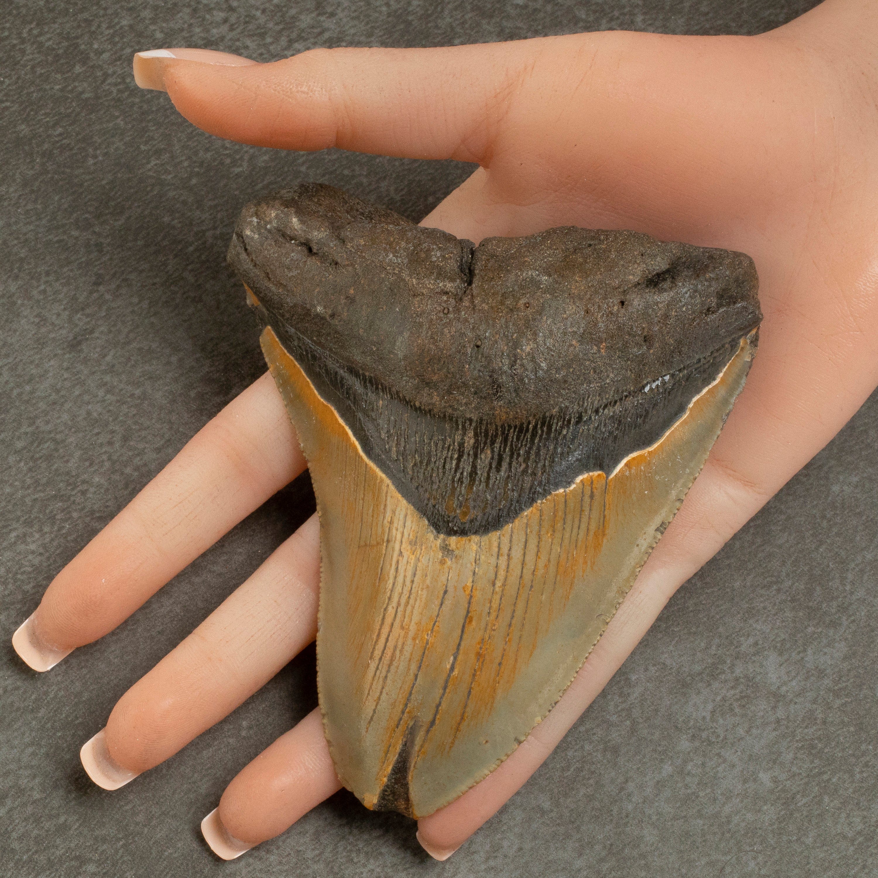 Kalifano Megalodon Teeth Megalodon Tooth from South Carolina - 4.3" ST1600.057