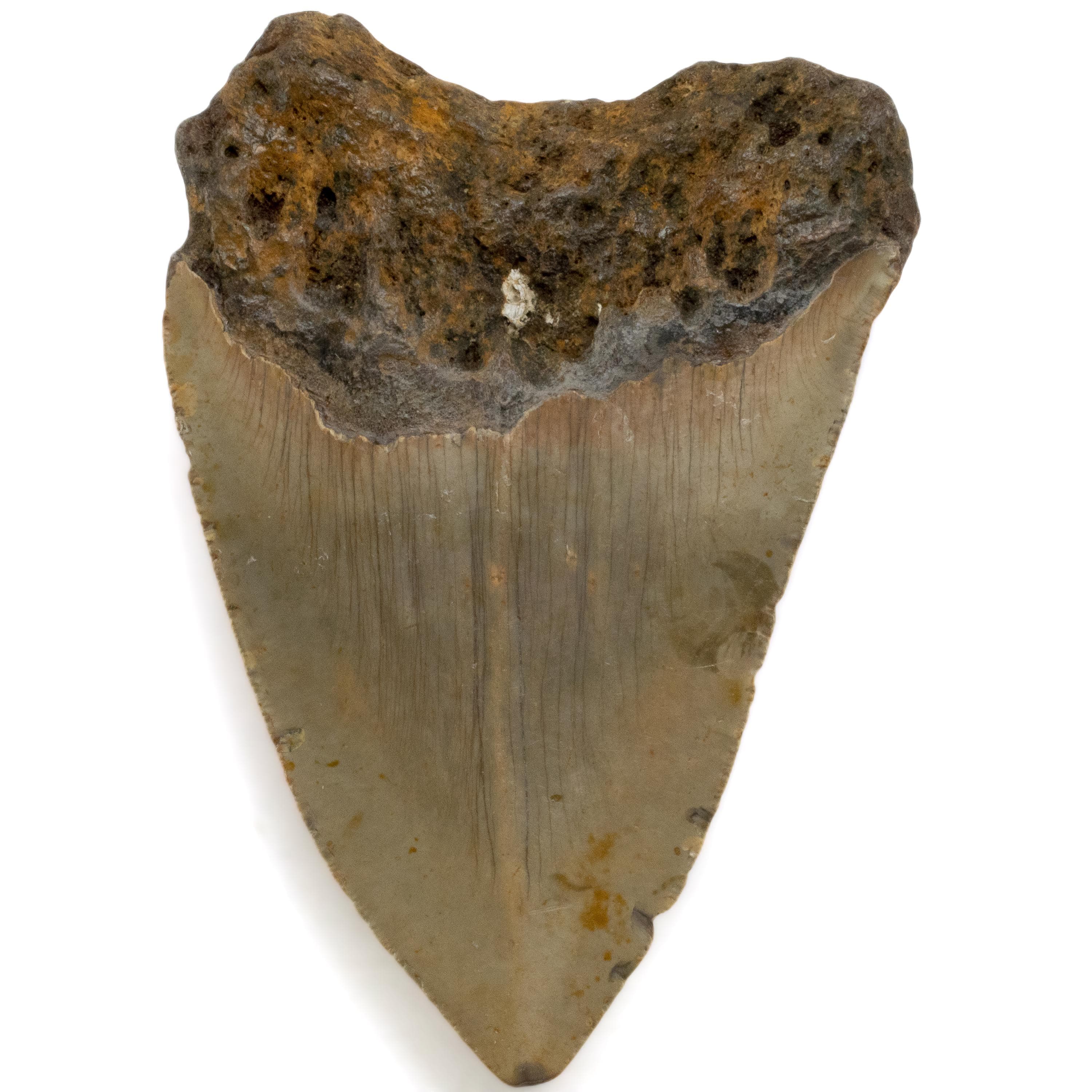 Kalifano Megalodon Teeth Megalodon Tooth from South Carolina - 4.3" ST2000.078