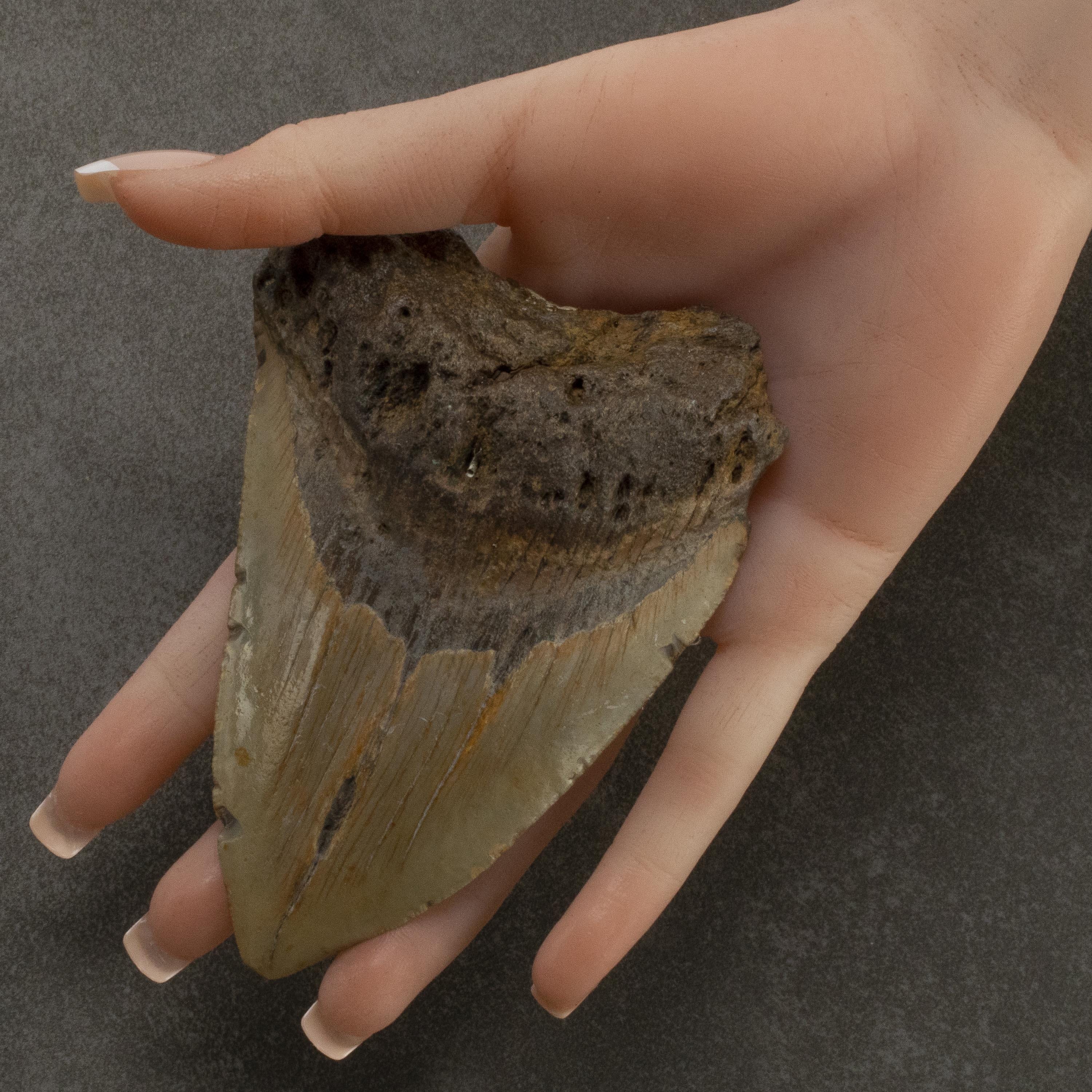 Kalifano Megalodon Teeth Megalodon Tooth from South Carolina - 4.3" ST2000.078