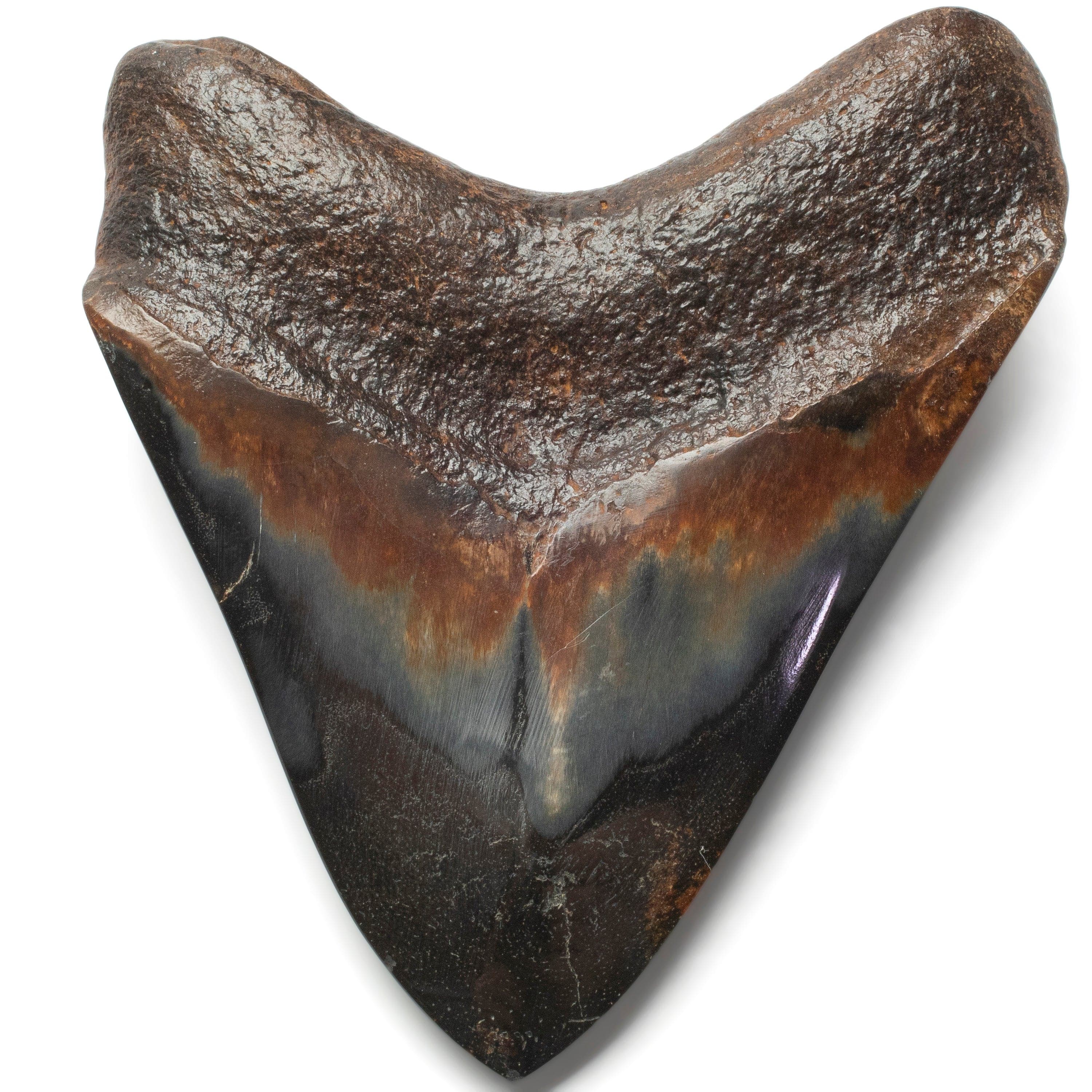 Kalifano Megalodon Teeth Megalodon Tooth from South Carolina - 4.3" ST2000.119