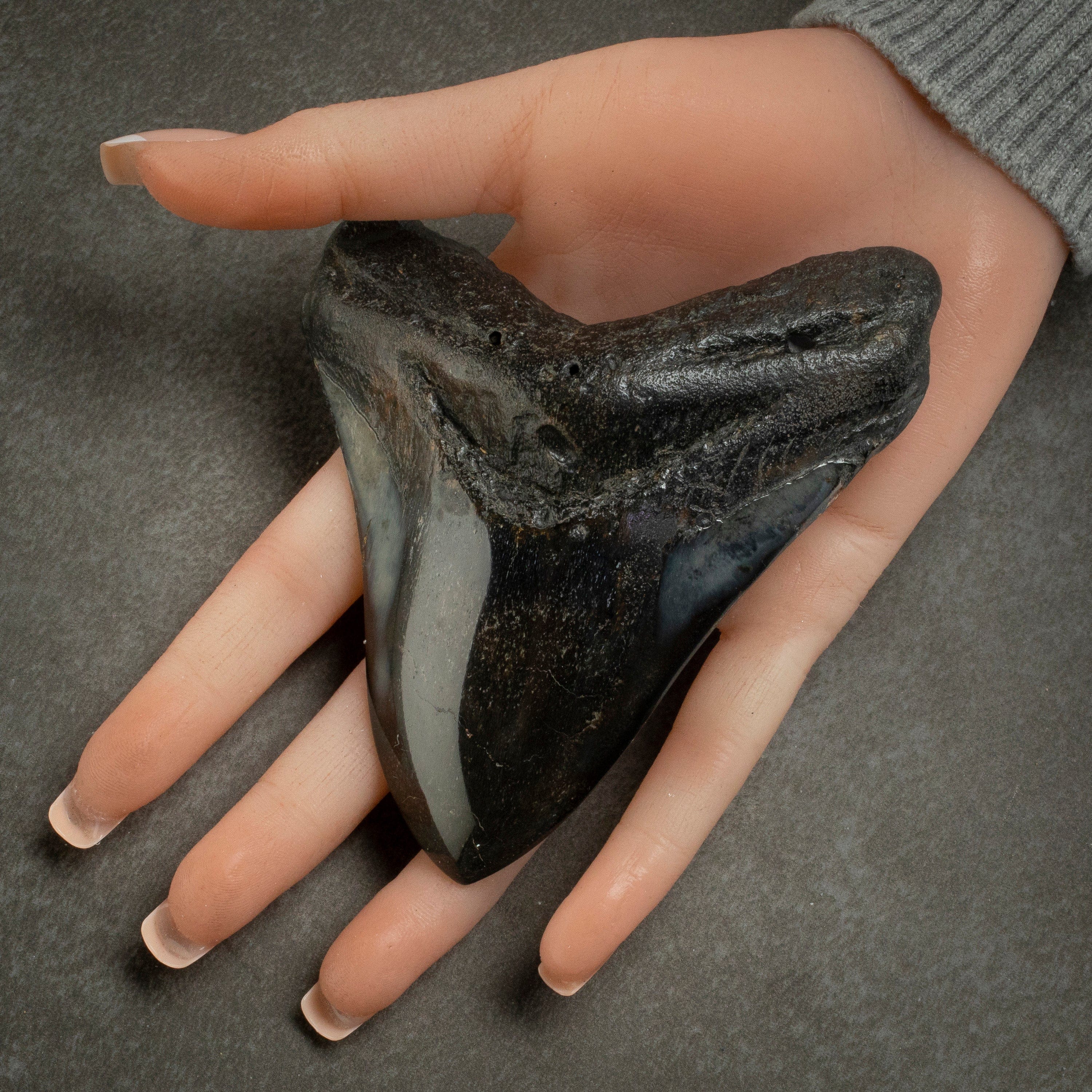 Kalifano Megalodon Teeth Megalodon Tooth from South Carolina - 4.3" ST2000.121