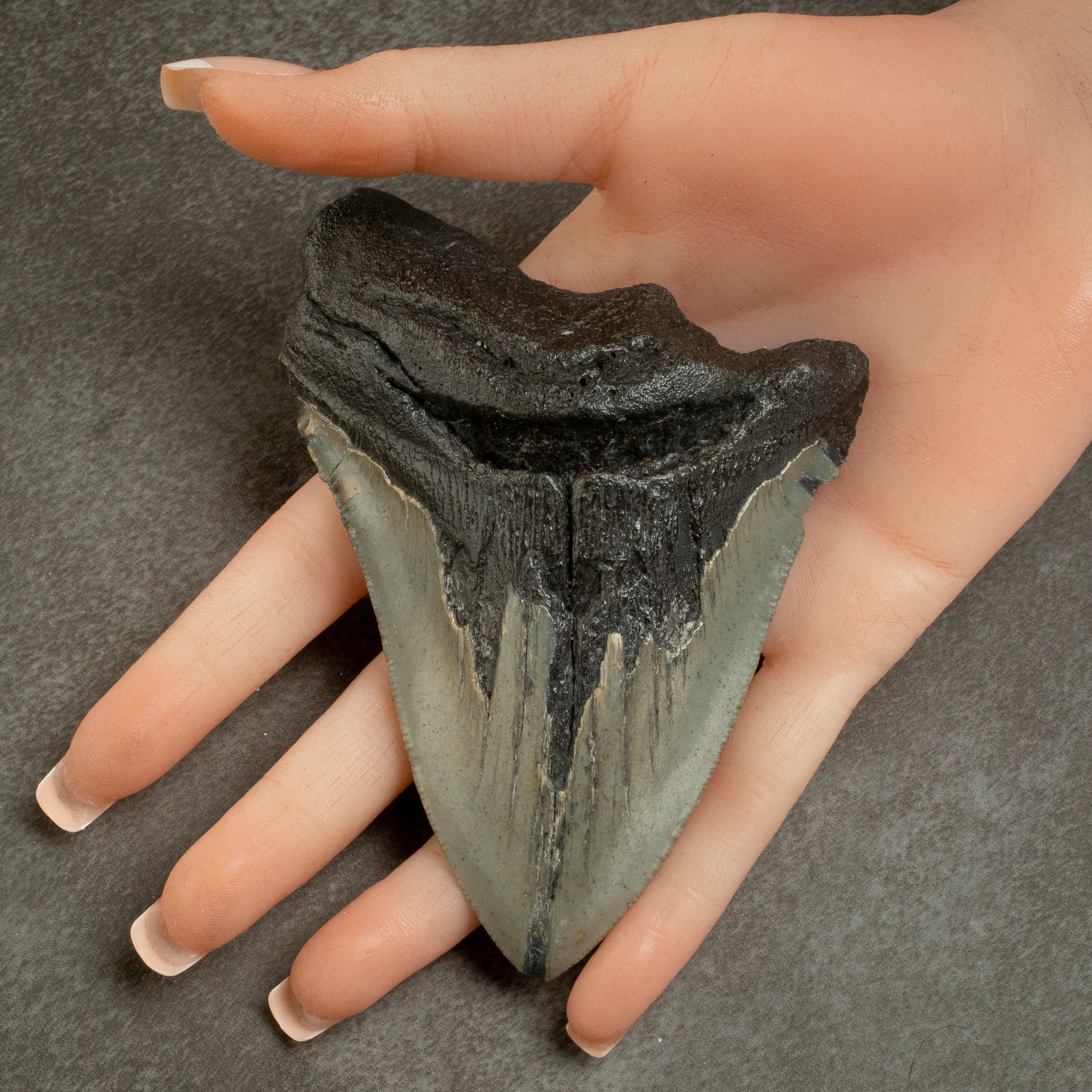 Kalifano Megalodon Teeth Megalodon Tooth from South Carolina - 4.4" ST1100.007