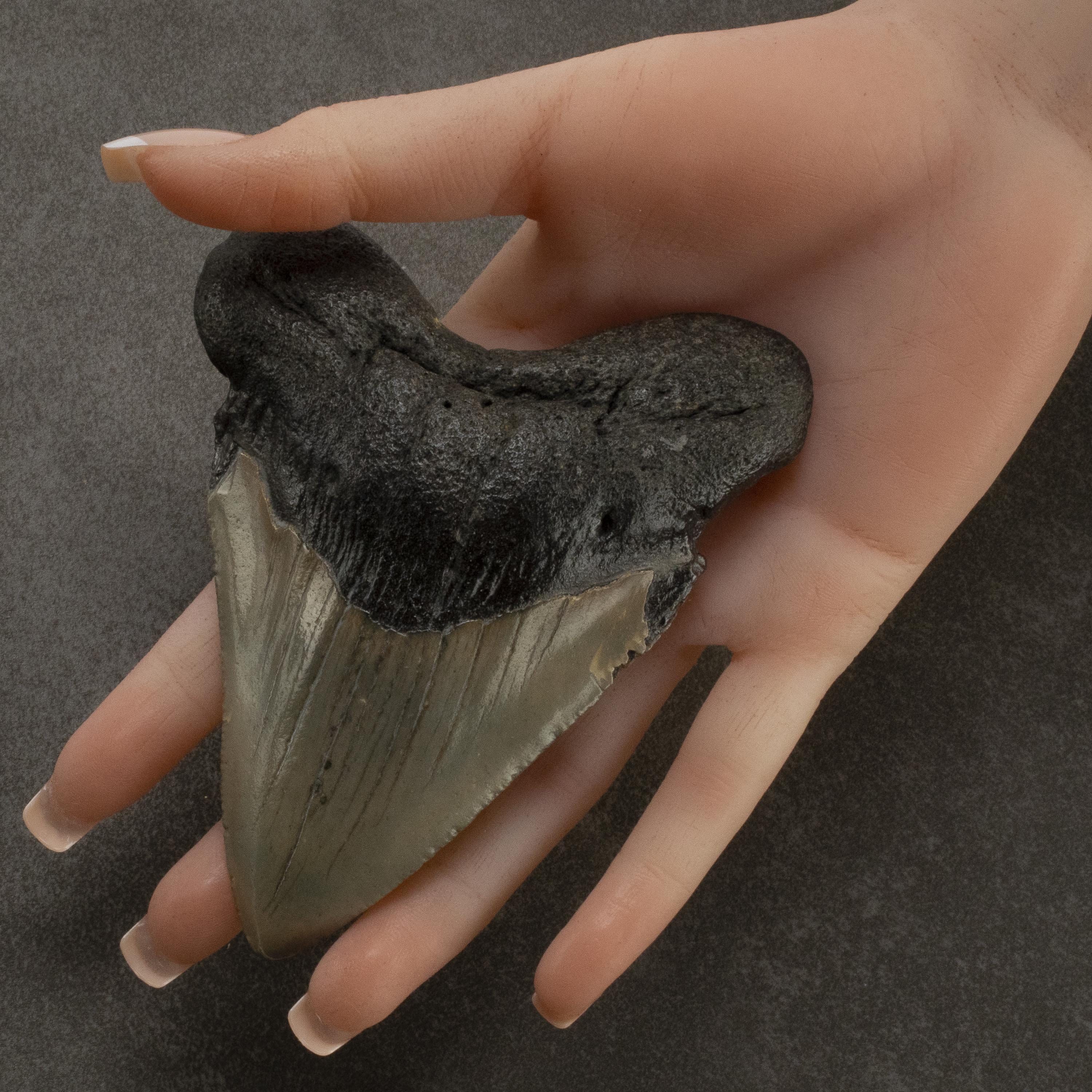 Kalifano Megalodon Teeth Megalodon Tooth from South Carolina - 4.4" ST2000.081
