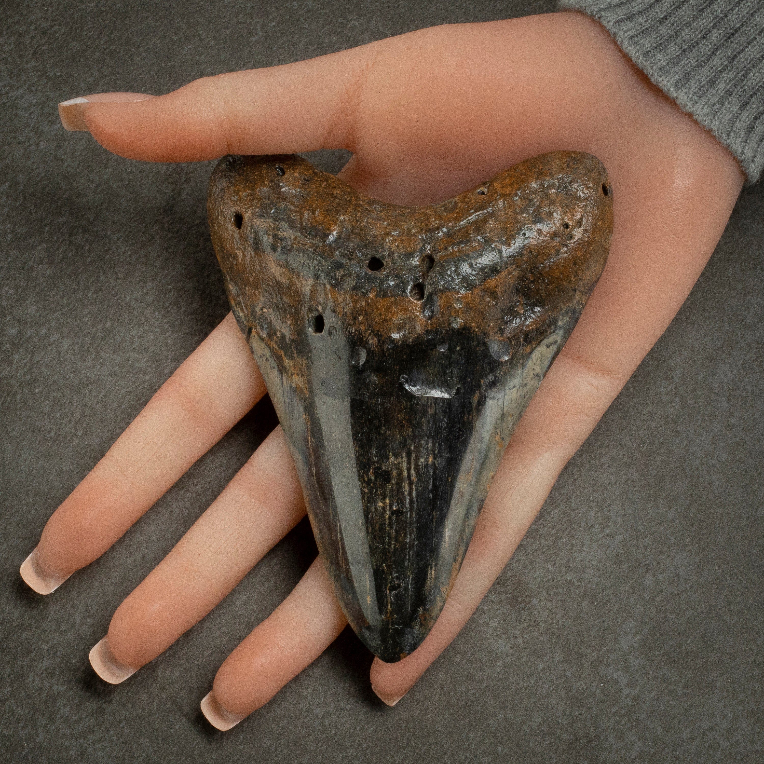 Kalifano Megalodon Teeth Megalodon Tooth from South Carolina - 4.4" ST2000.109