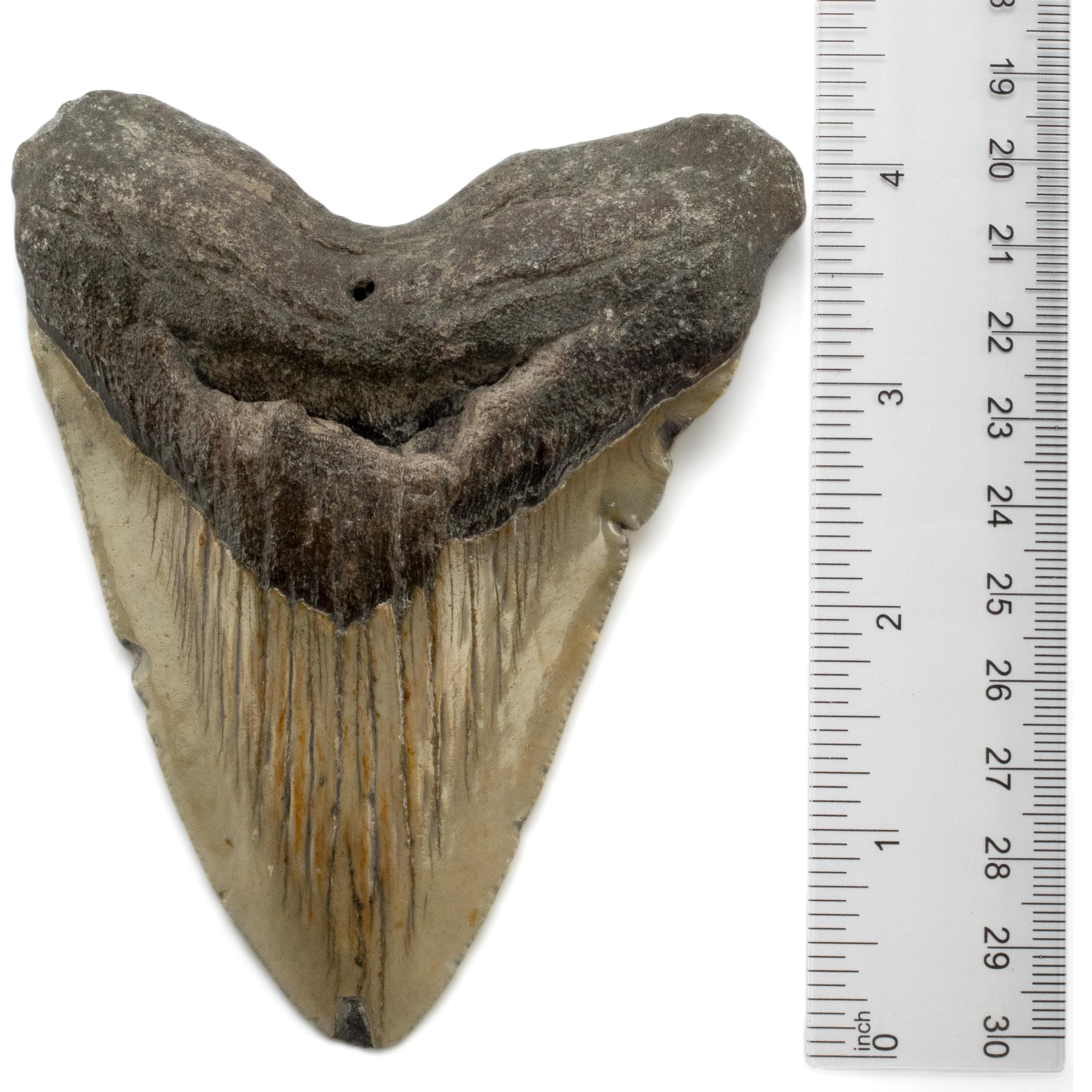 Kalifano Megalodon Teeth Megalodon Tooth from South Carolina - 4.5" ST2000.064