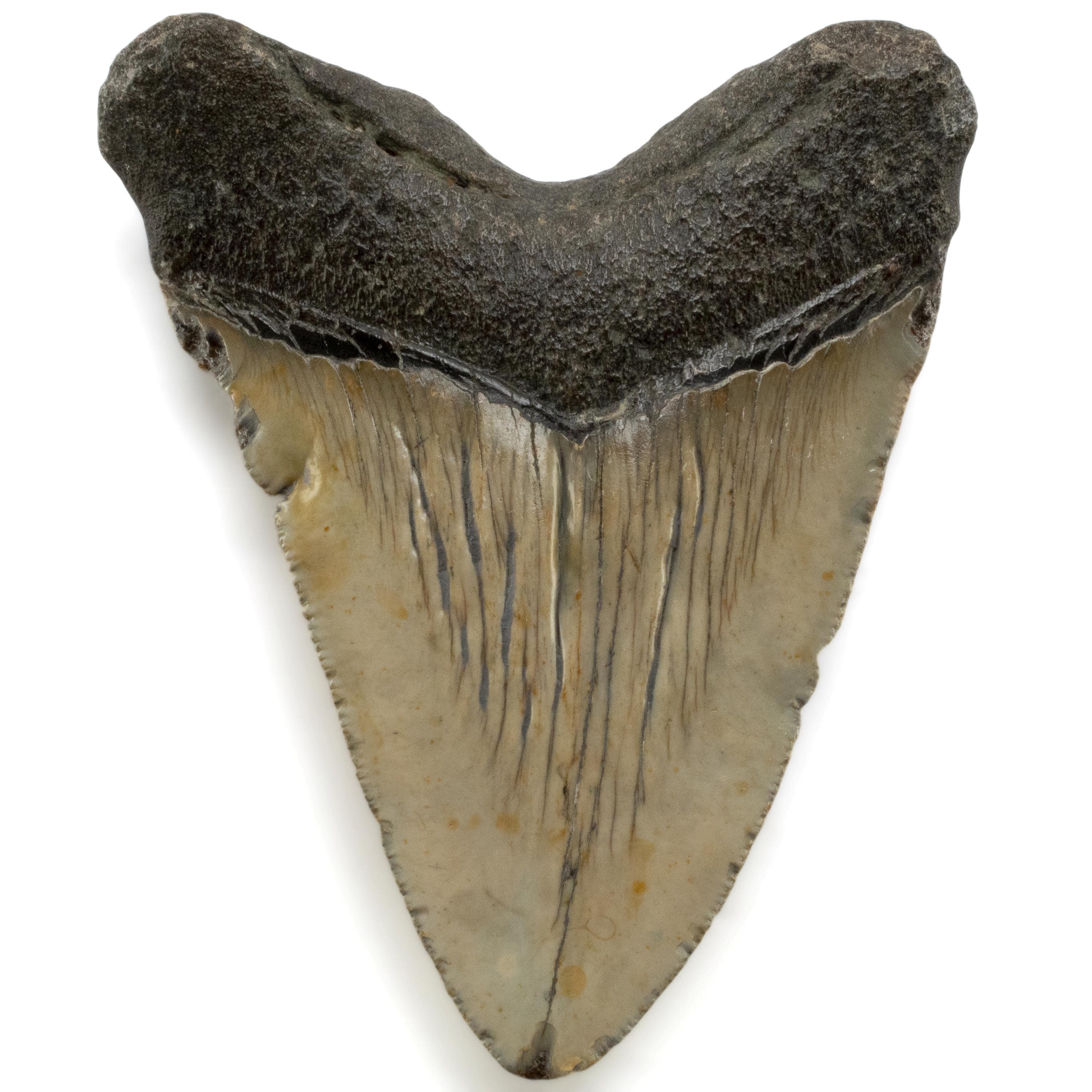 Kalifano Megalodon Teeth Megalodon Tooth from South Carolina - 4.5" ST2000.064