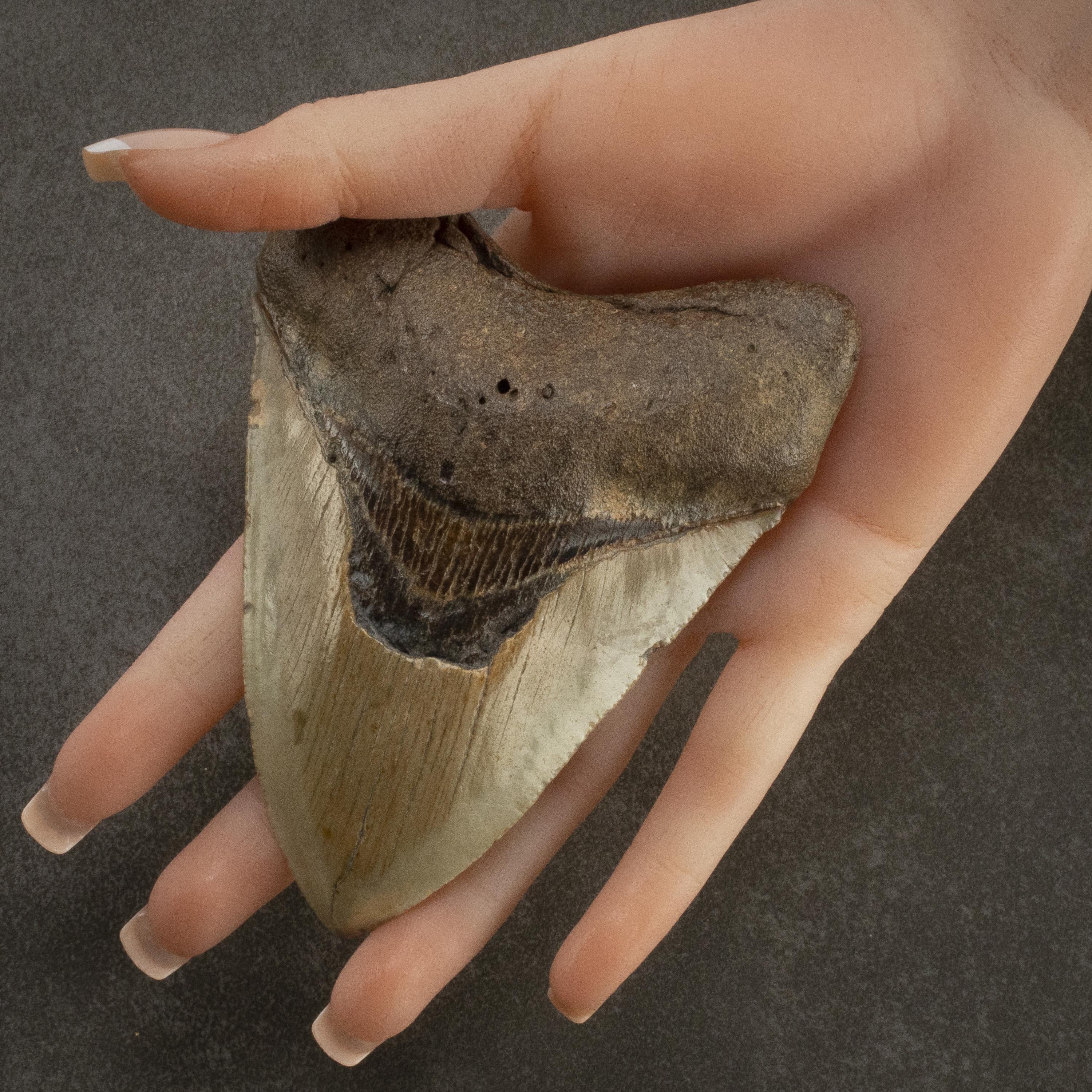 Kalifano Megalodon Teeth Megalodon Tooth from South Carolina - 4.5" ST2000.083
