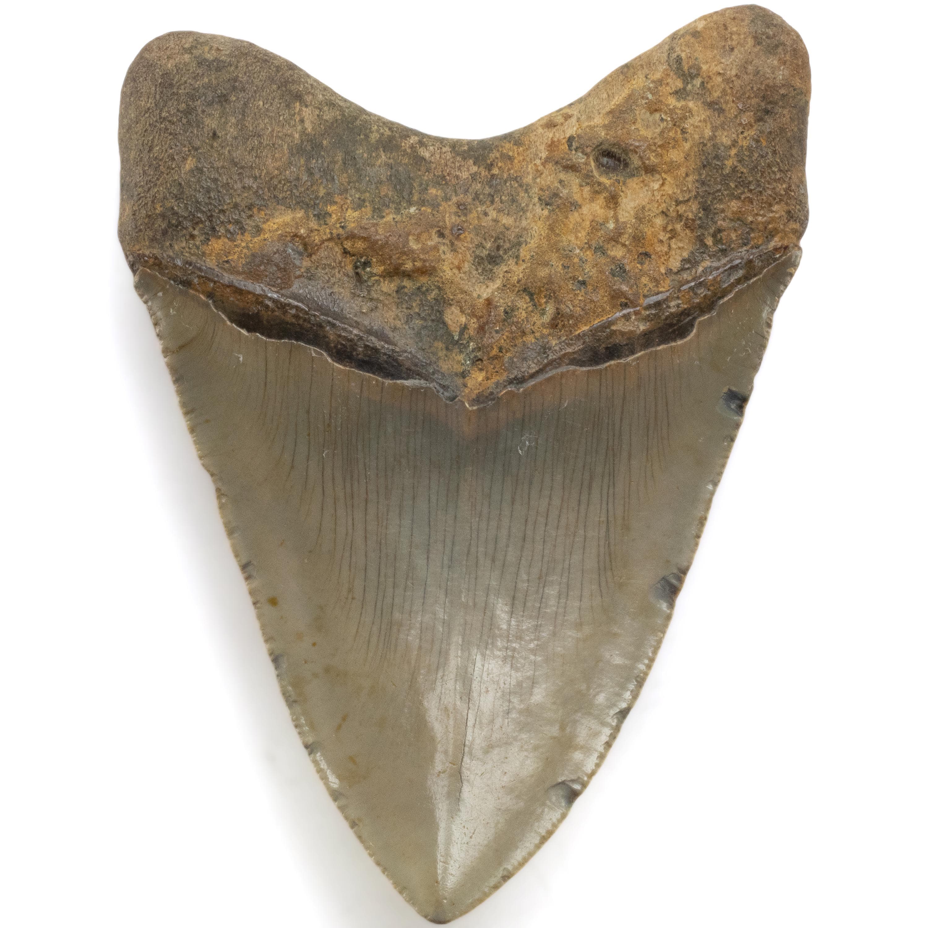 Kalifano Megalodon Teeth Megalodon Tooth from South Carolina - 4.5" ST2000.083
