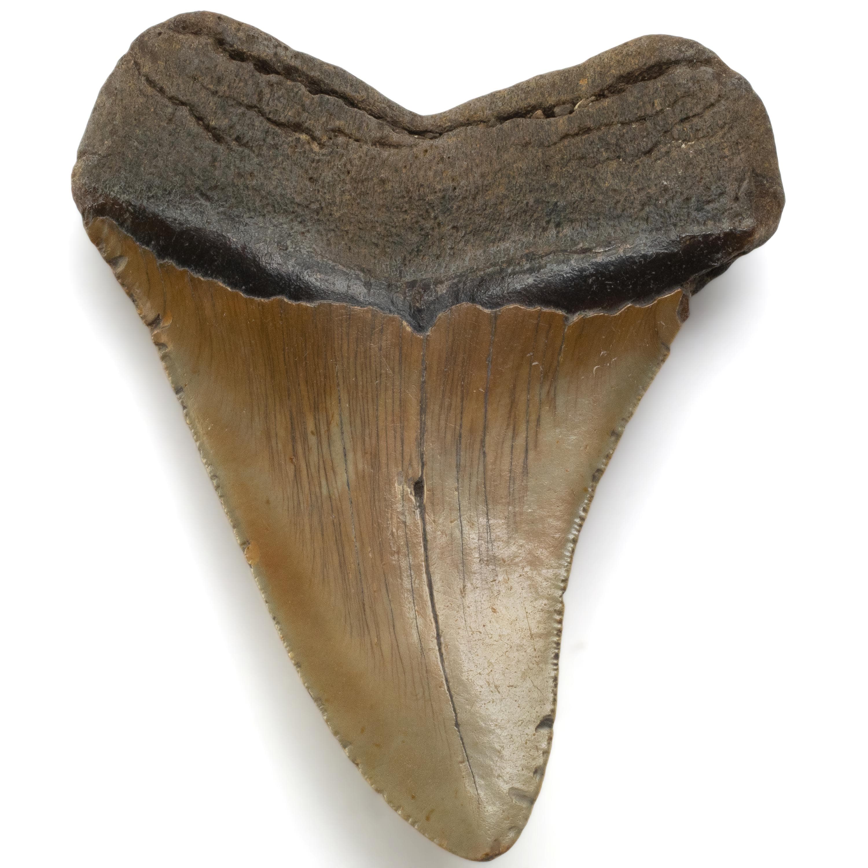 Kalifano Megalodon Teeth Megalodon Tooth from South Carolina - 4.6" ST2000.072