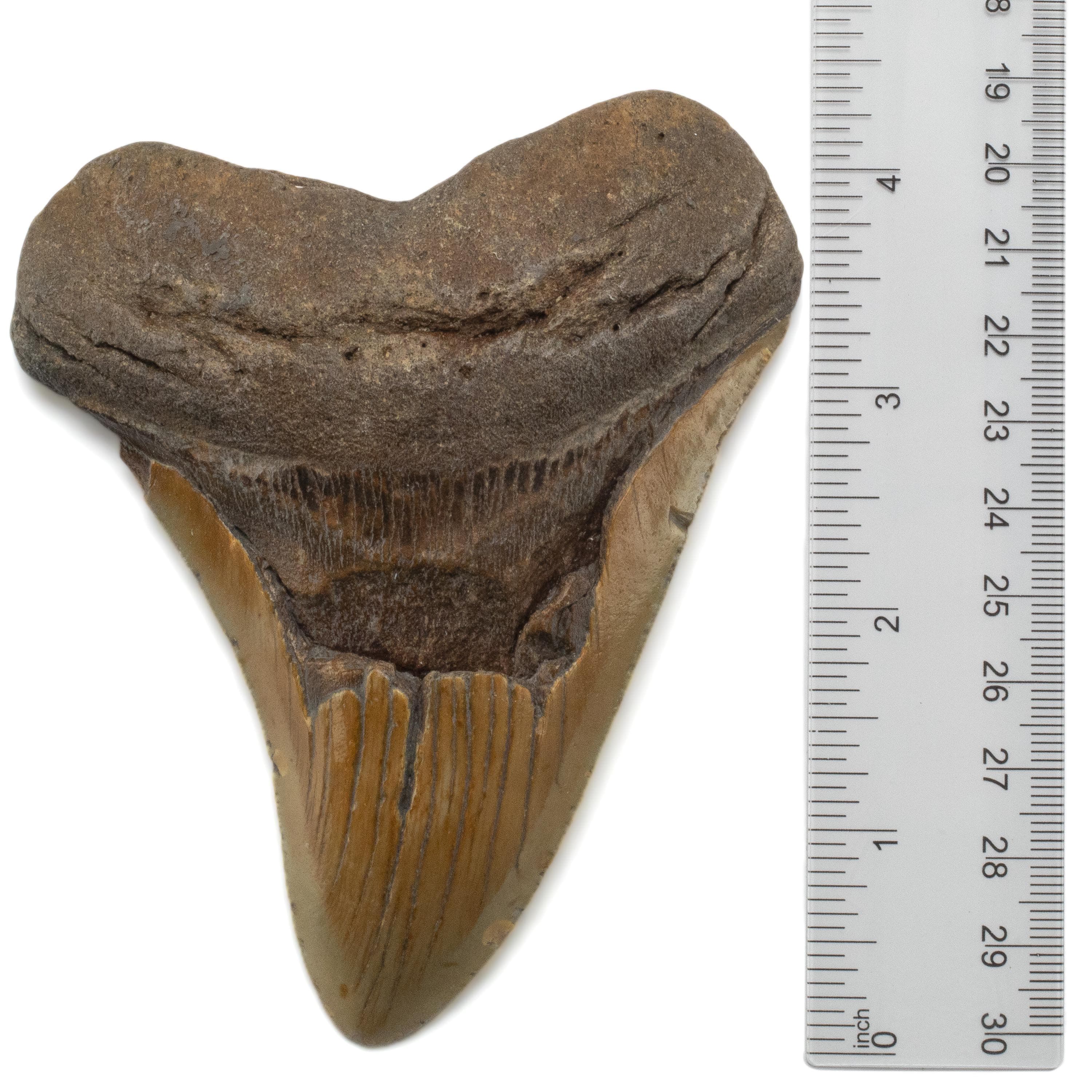 Kalifano Megalodon Teeth Megalodon Tooth from South Carolina - 4.6" ST2000.072