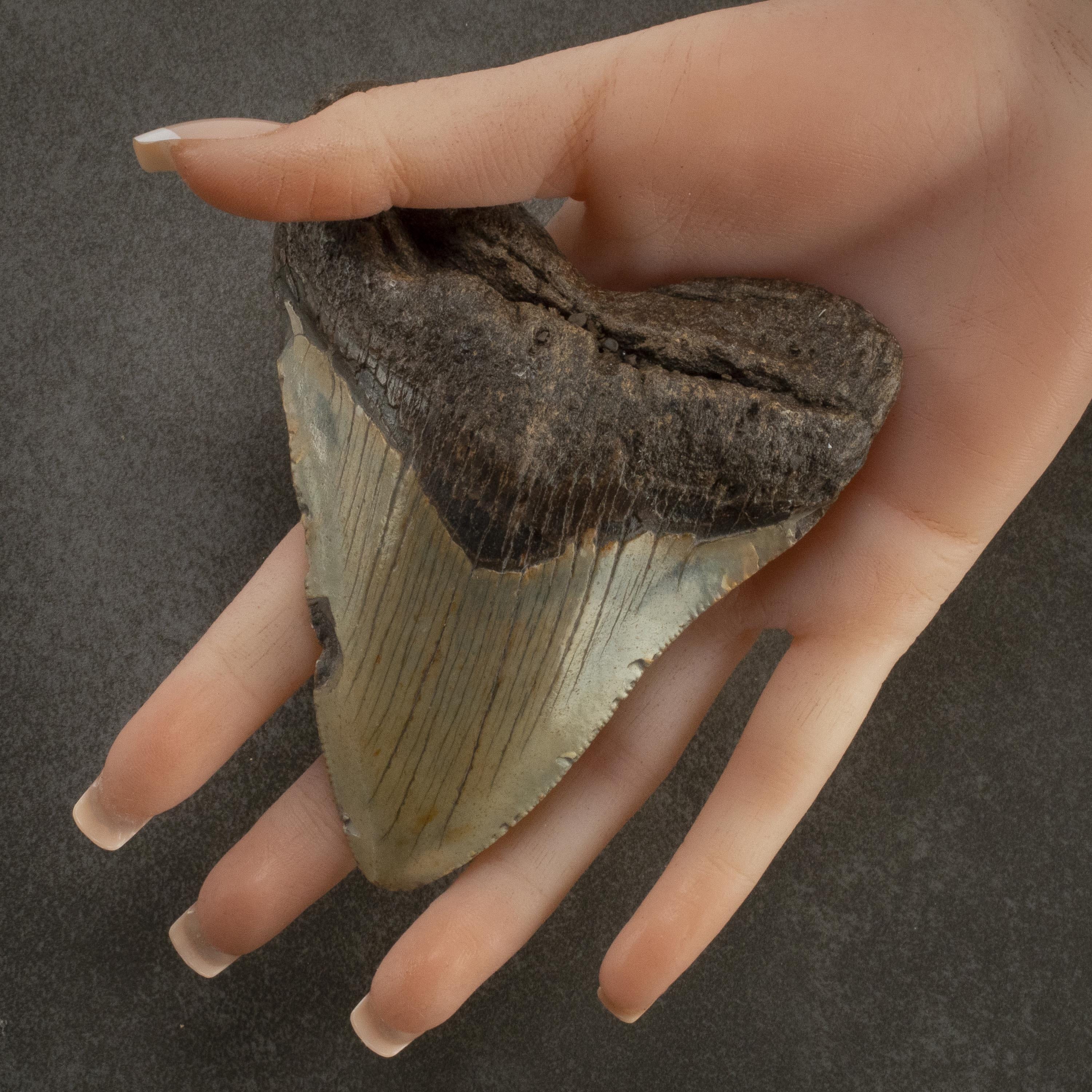 Kalifano Megalodon Teeth Megalodon Tooth from South Carolina - 4.6" ST2000.084