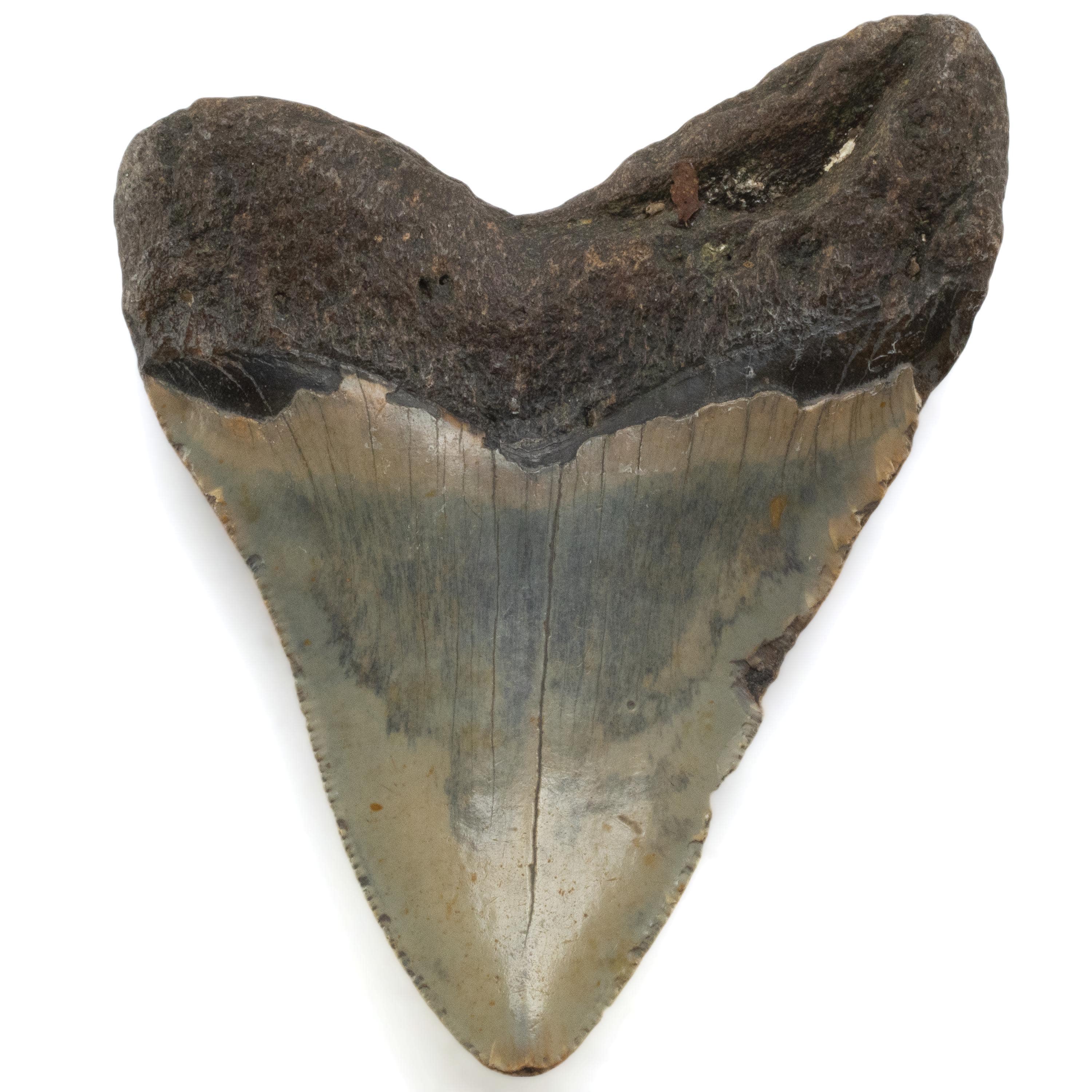 Kalifano Megalodon Teeth Megalodon Tooth from South Carolina - 4.6" ST2000.084