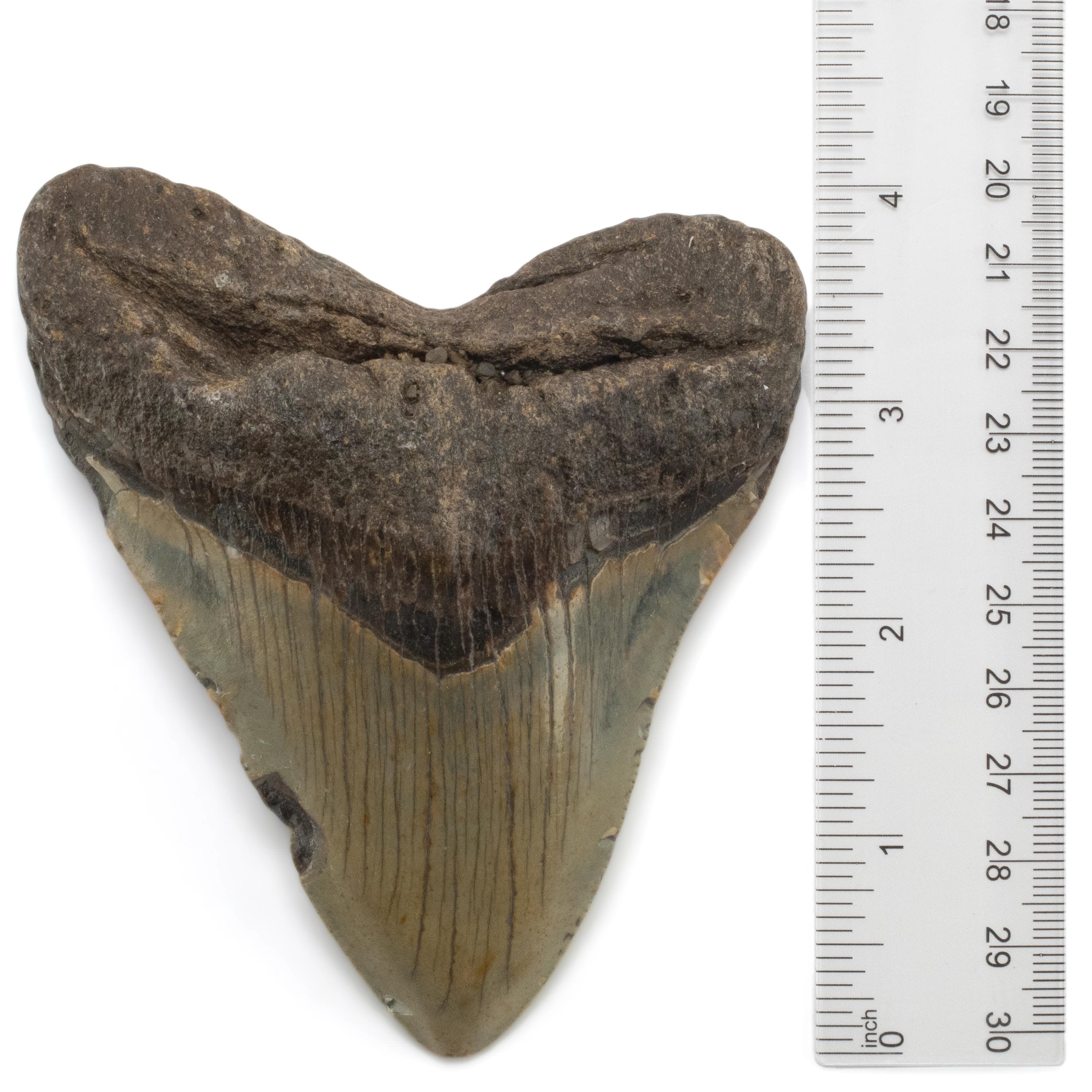 Kalifano Megalodon Teeth Megalodon Tooth from South Carolina - 4.6" ST2000.084