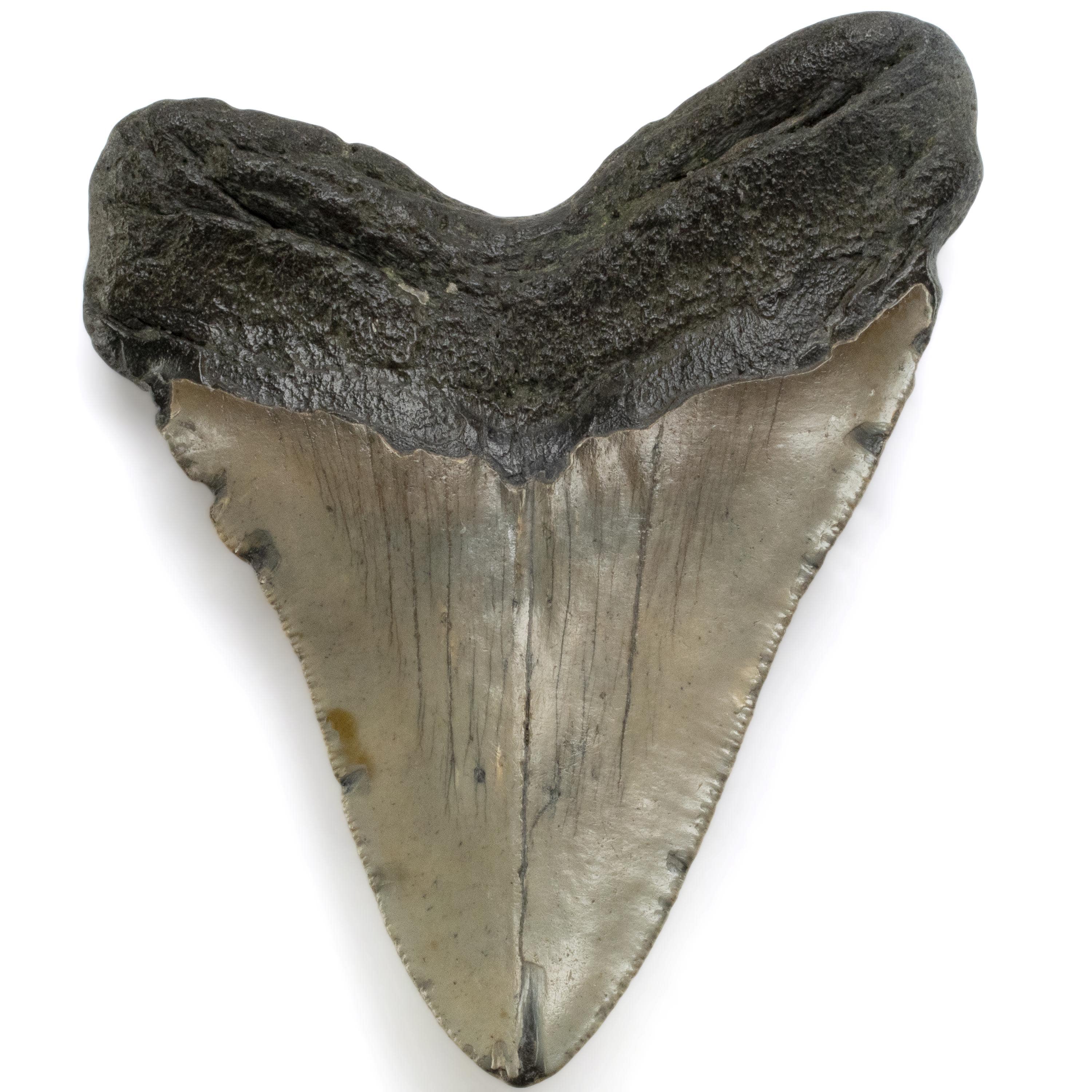 Kalifano Megalodon Teeth Megalodon Tooth from South Carolina - 4.6" ST2000.086