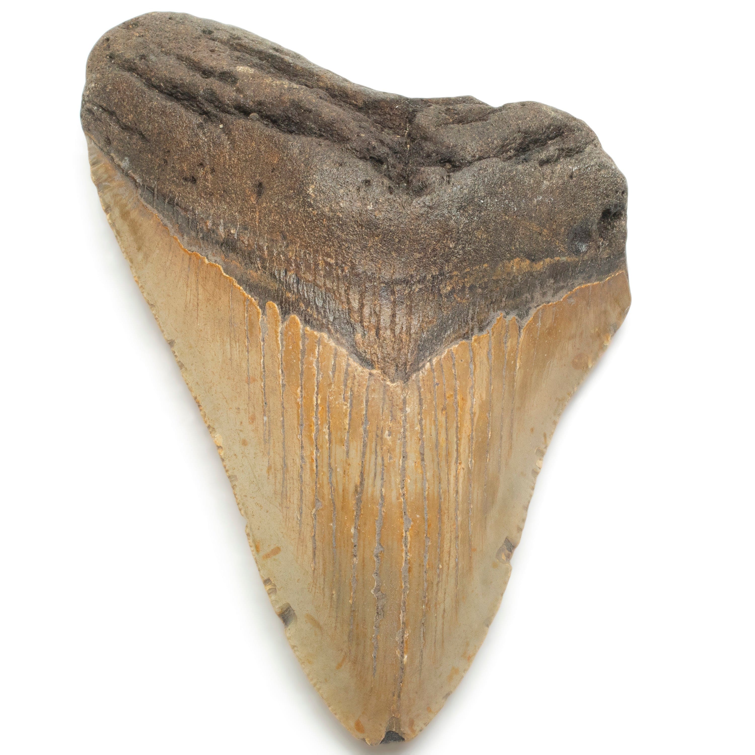 Kalifano Megalodon Teeth Megalodon Tooth from South Carolina - 4.7" ST1500.005