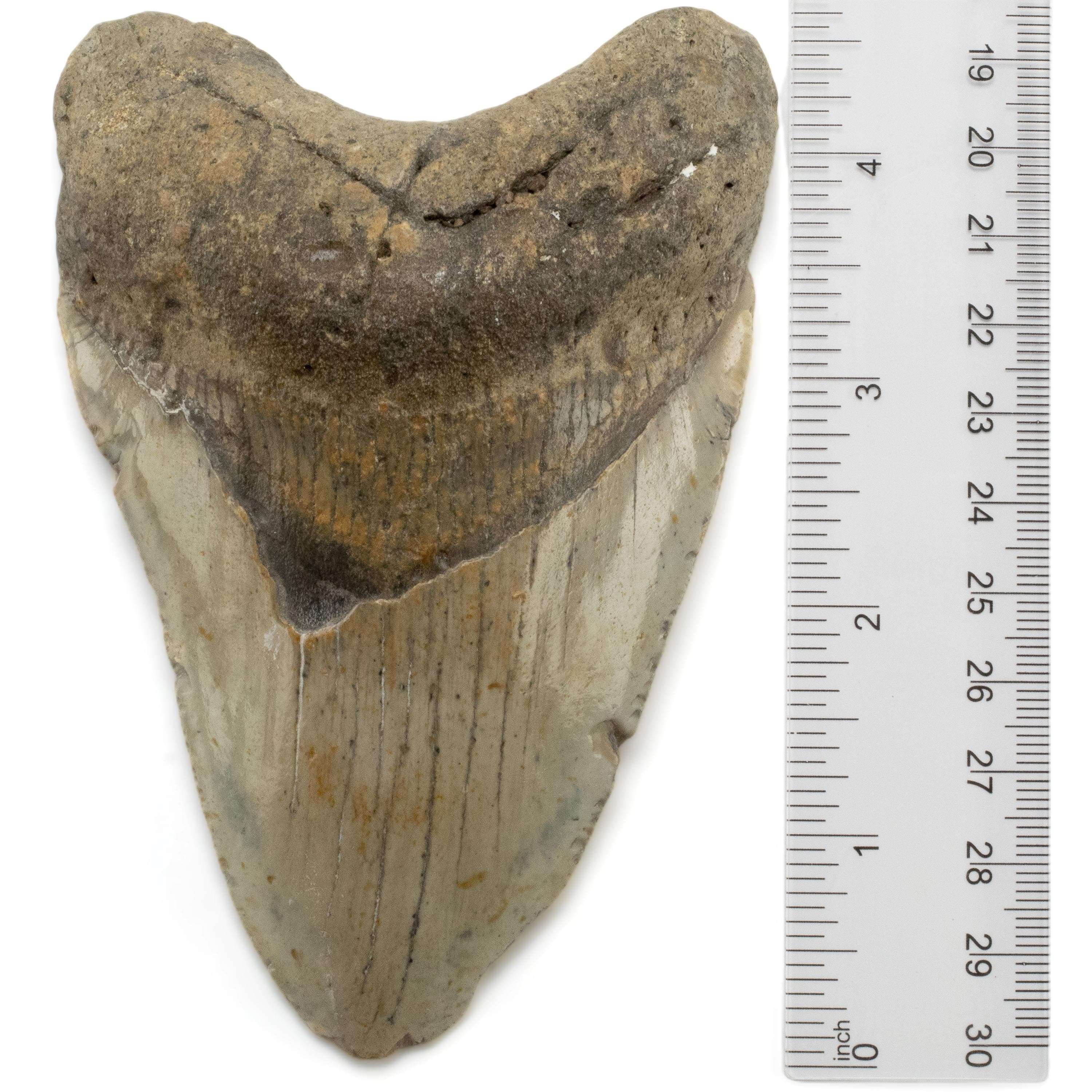 Kalifano Megalodon Teeth Megalodon Tooth from South Carolina - 4.7" ST2000.059