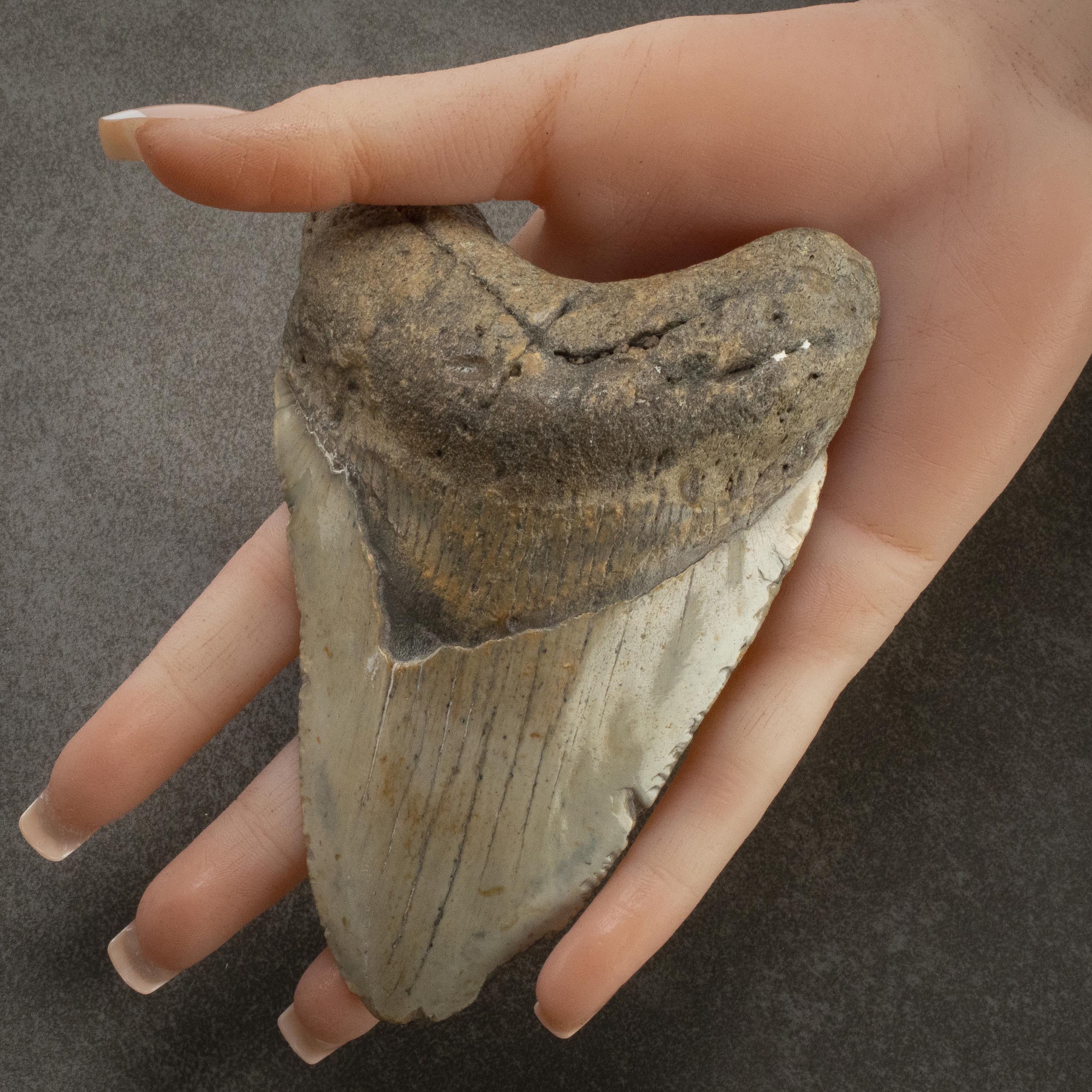 Kalifano Megalodon Teeth Megalodon Tooth from South Carolina - 4.7" ST2000.059