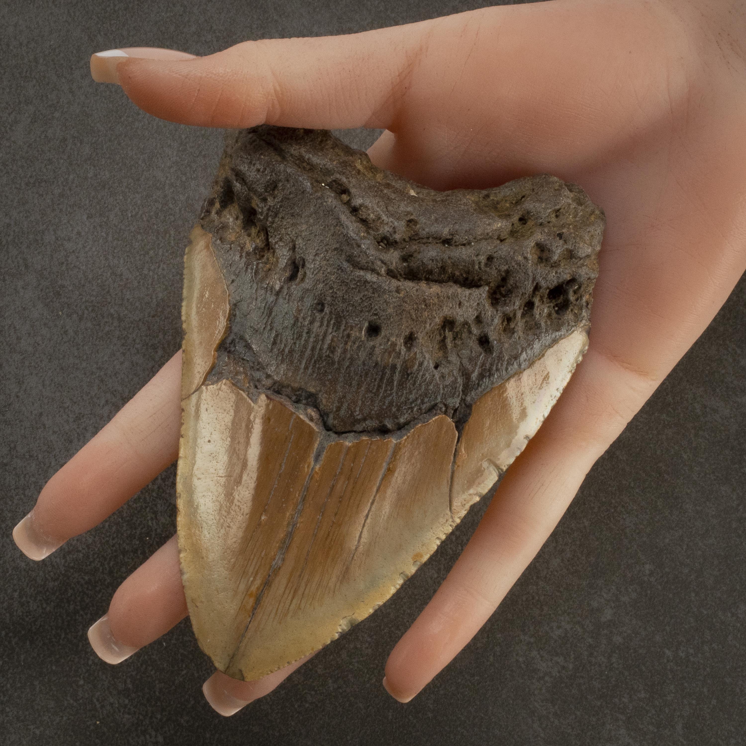 Kalifano Megalodon Teeth Megalodon Tooth from South Carolina - 4.7" ST2000.065