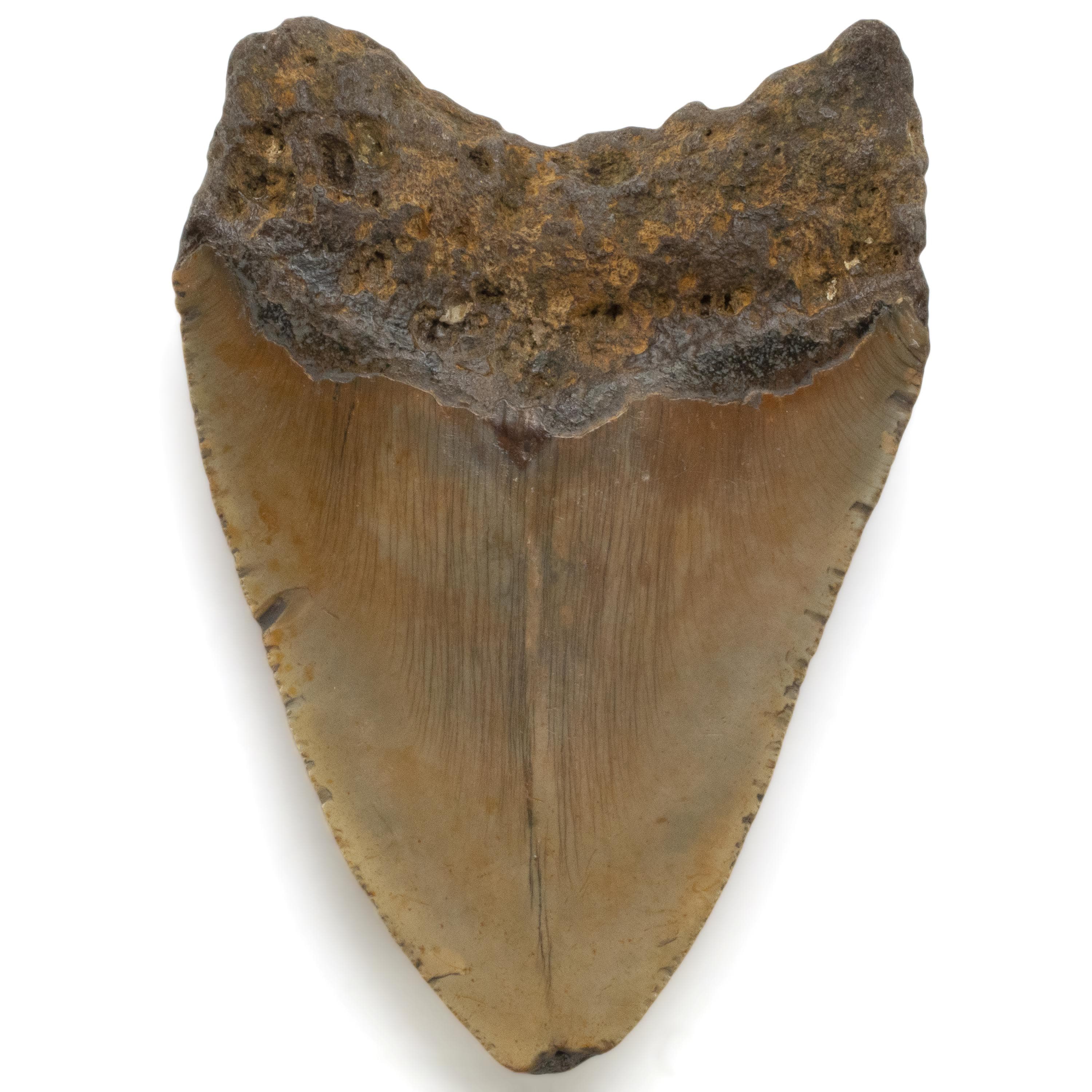 Kalifano Megalodon Teeth Megalodon Tooth from South Carolina - 4.7" ST2000.065