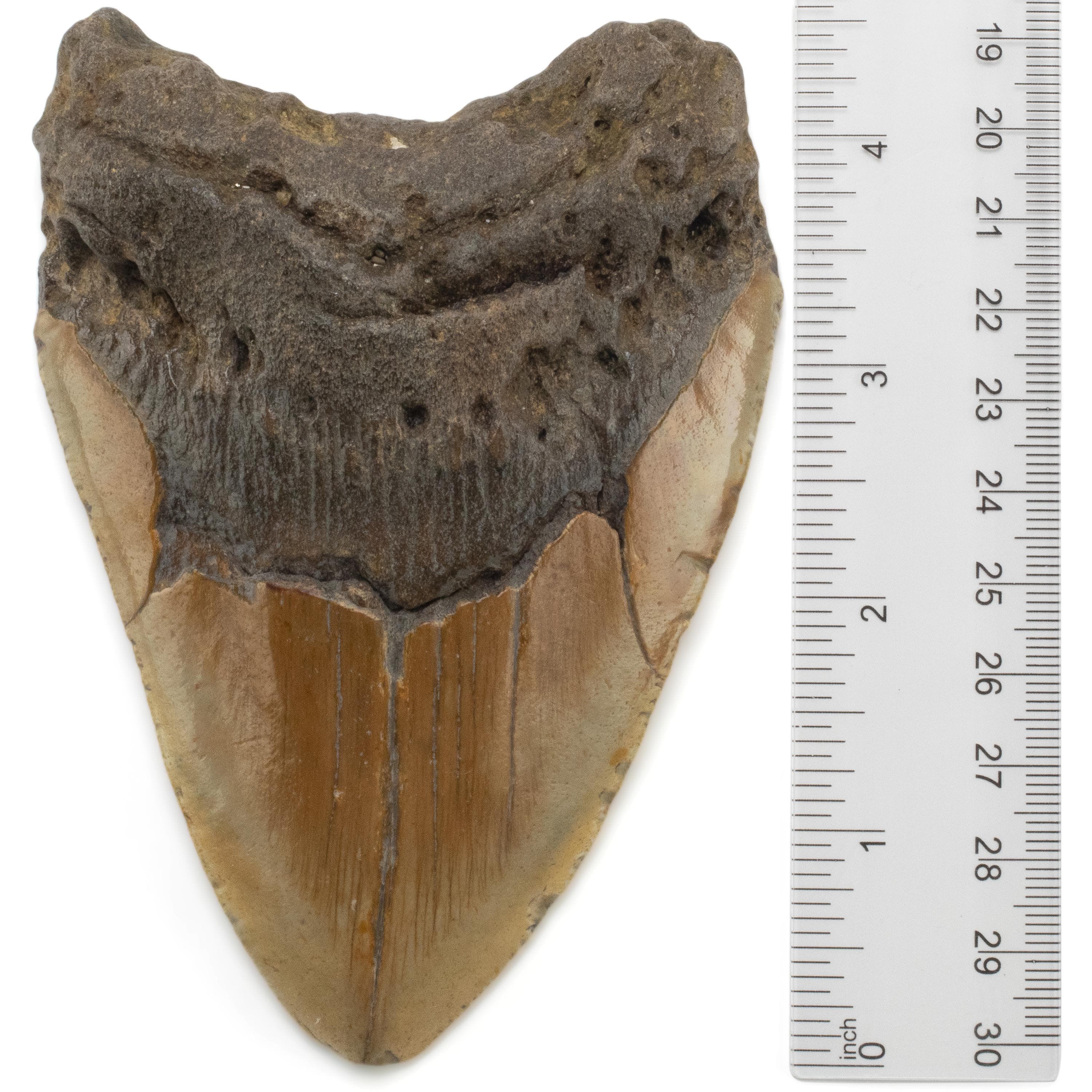 Kalifano Megalodon Teeth Megalodon Tooth from South Carolina - 4.7" ST2000.065